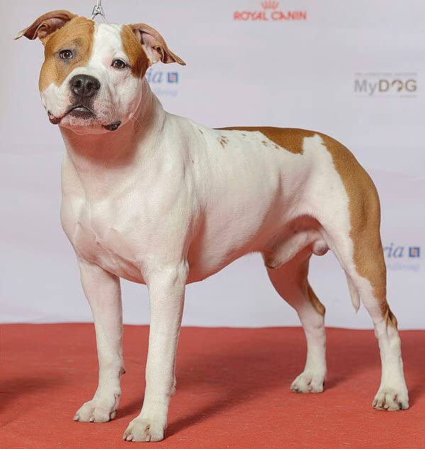 DNA My Dog Breed Identification Test | 350+ Breeds Identified w/ 99%+ Accuracy | Complete Breed Analysis, Personality and Behavior Insights | Easy Cheek Swab, Results in 2-3 Weeks customer photo 2