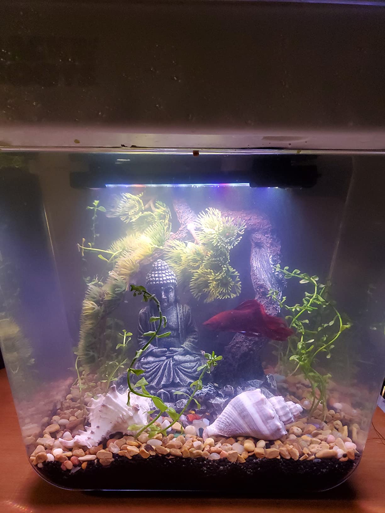 Back to the Roots Indoor Aquaponic Garden - 3 Gallon Self Watering, Mess-Free Planter and Self-Cleaning Fishtank for Herbs, Microgreens, Bamboo, Succulents, and Houseplants customer photo 2