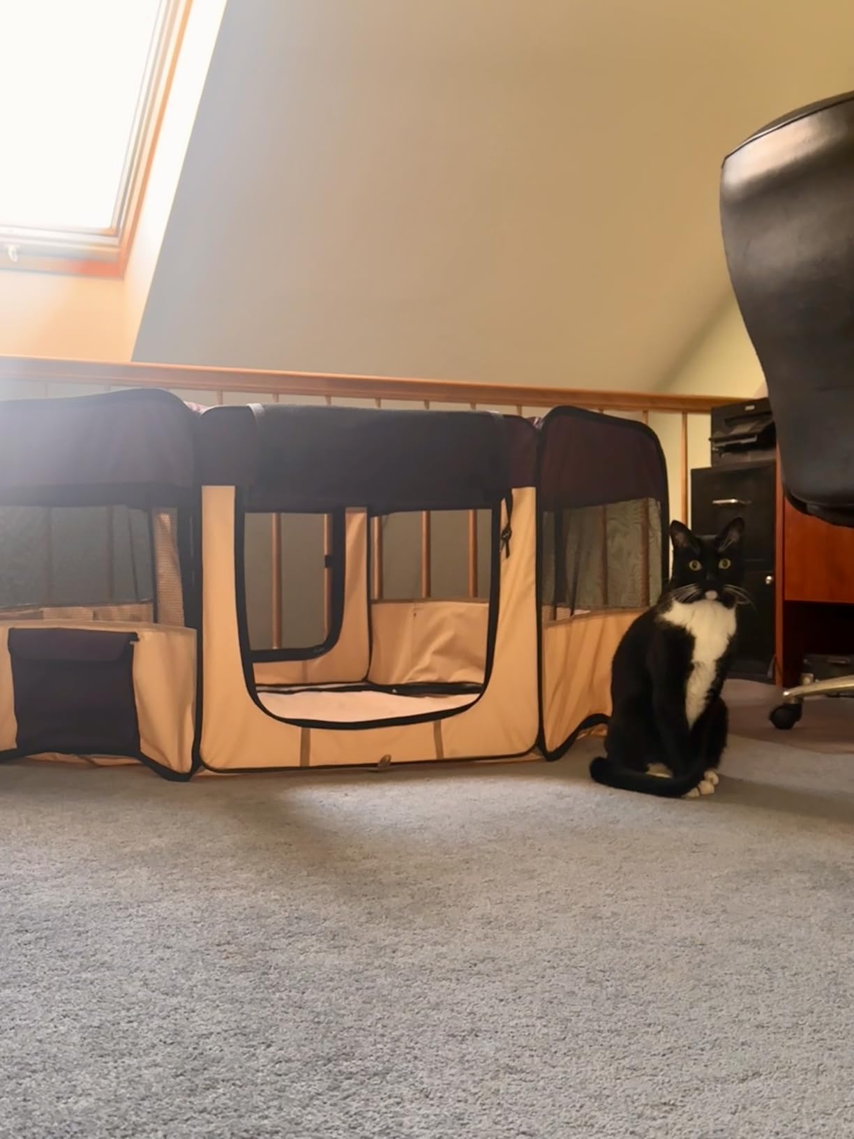 EliteField 2-Door Soft Pet Playpen (2 Year Warranty), Exercise Pen, Multiple Sizes and Colors Available for Dogs, Cats and Other Pets (48