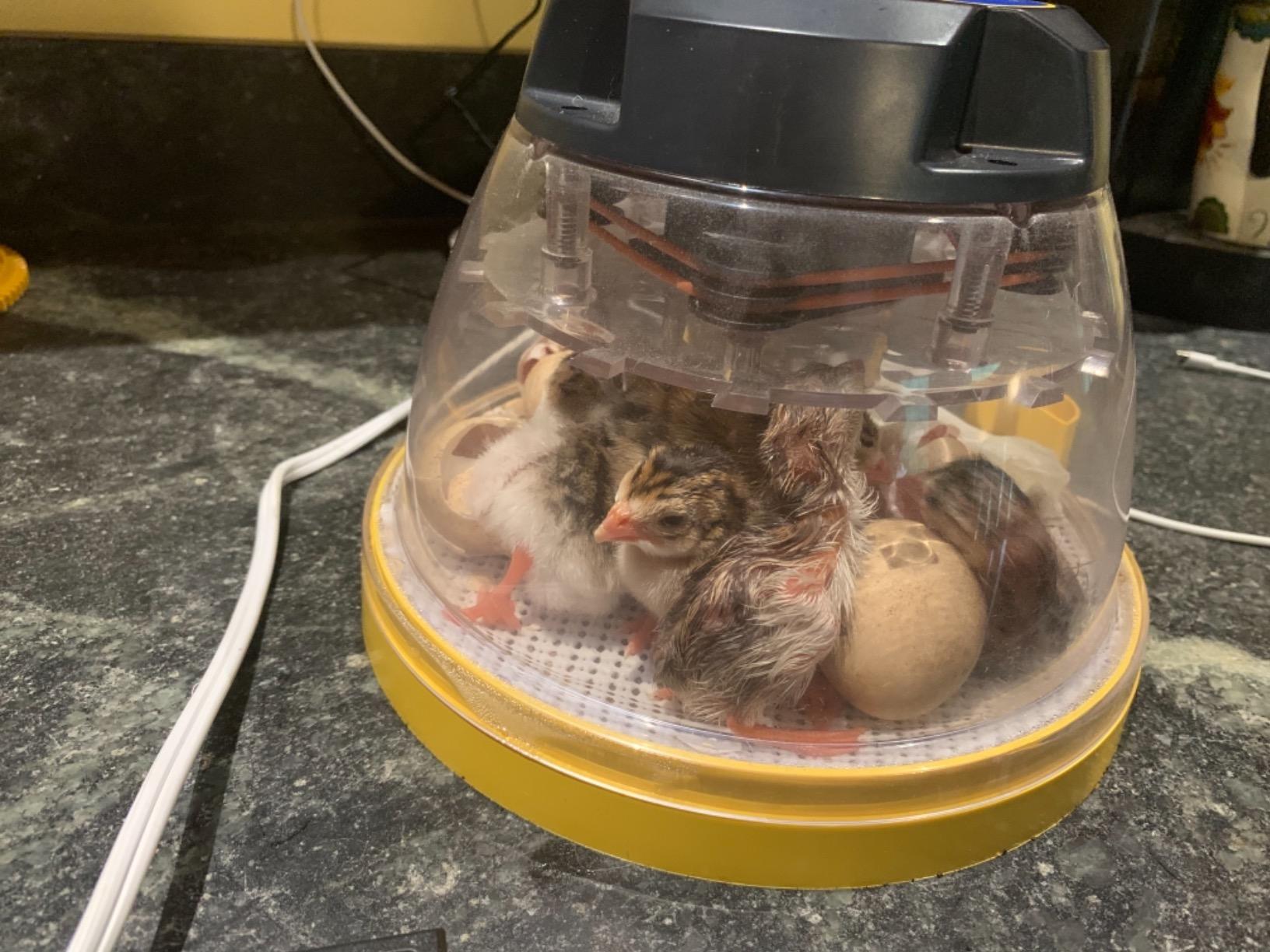 Brinsea Mini II Advance Egg Incubator with Automatic Egg Turning and Temperature Control for Hatching 7 Chicken, Duck, or Other Eggs customer photo 1
