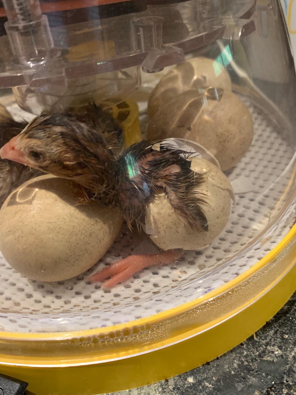 Brinsea Mini II Advance Egg Incubator with Automatic Egg Turning and Temperature Control for Hatching 7 Chicken, Duck, or Other Eggs customer photo 2