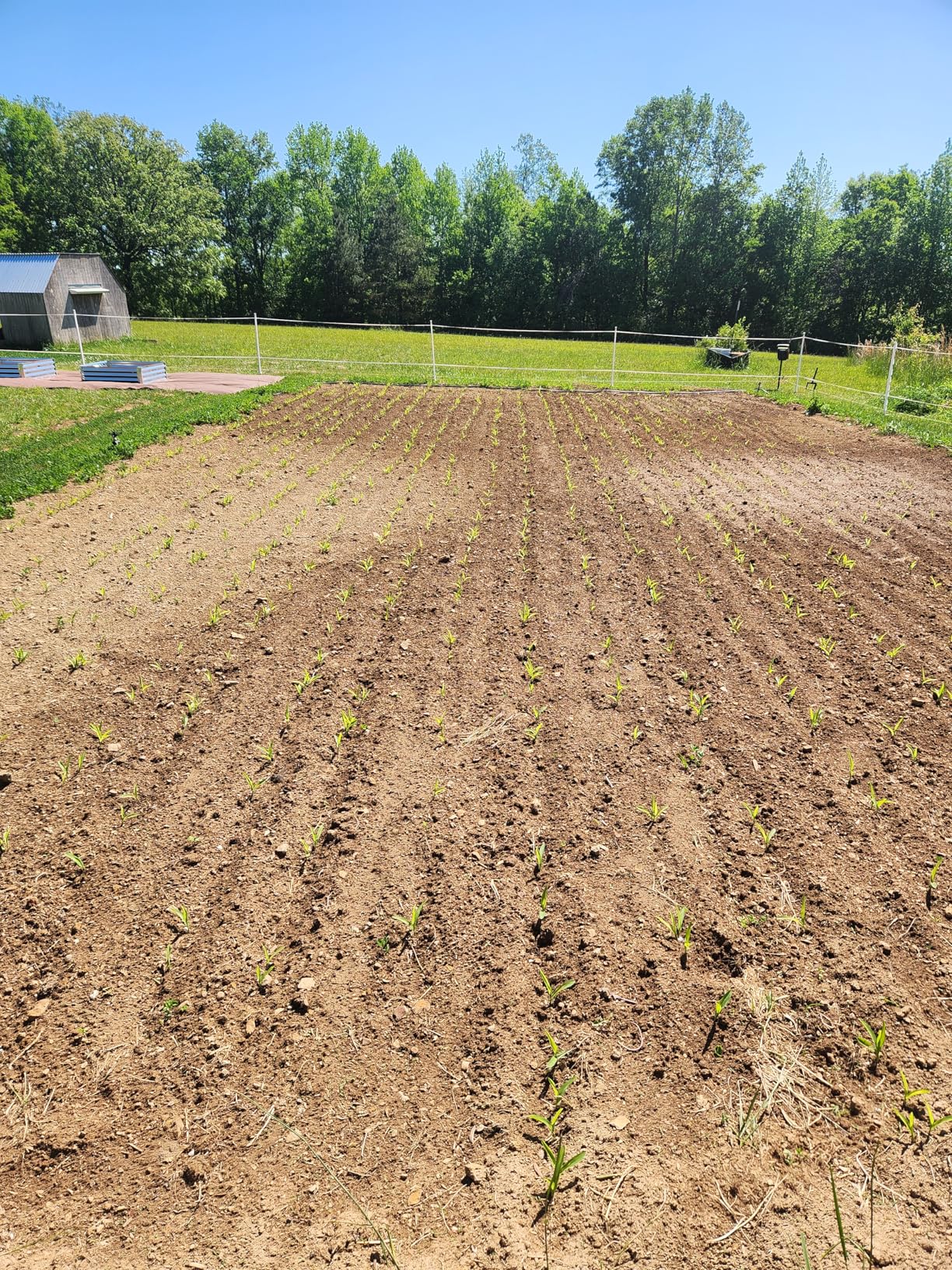 Chapin 8701B Garden Push Seeder Planter with 6 Seed Plates for up to 20 Varieties of Seeds, Zinc Plow Blade, Row Marker customer photo 1