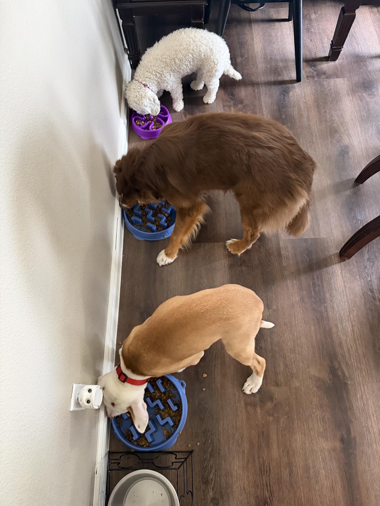 Outward Hound Fun Feeder Slo Bowl - Large 4-Cup Capacity, Slow Feeding, Medium to Large Dogs, Non-Slip, Blue, Notch Pattern customer photo 1