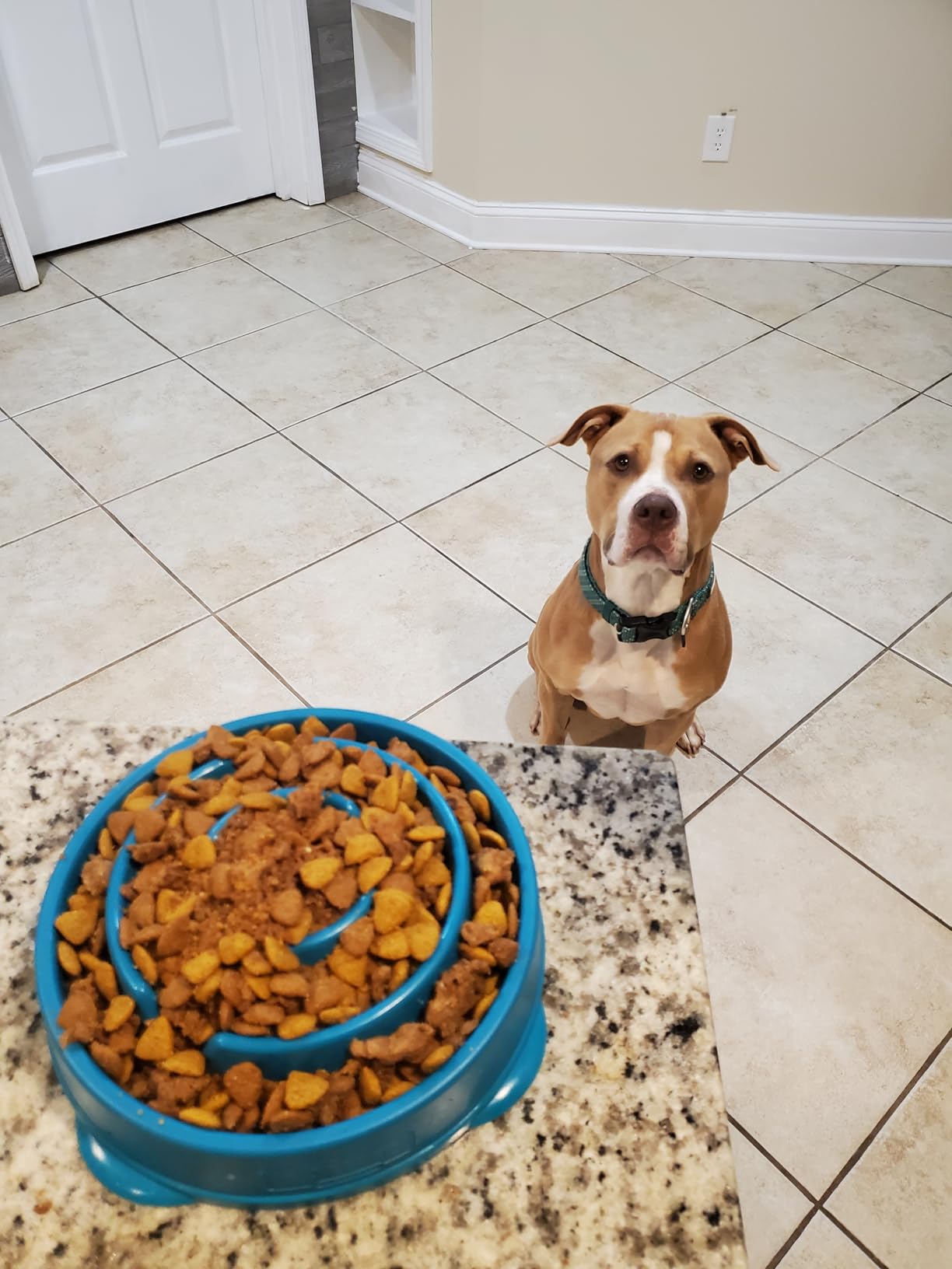 Outward Hound Fun Feeder Slo Bowl - Large 4-Cup Capacity, Slow Feeding, Medium to Large Dogs, Non-Slip, Blue, Notch Pattern customer photo 2