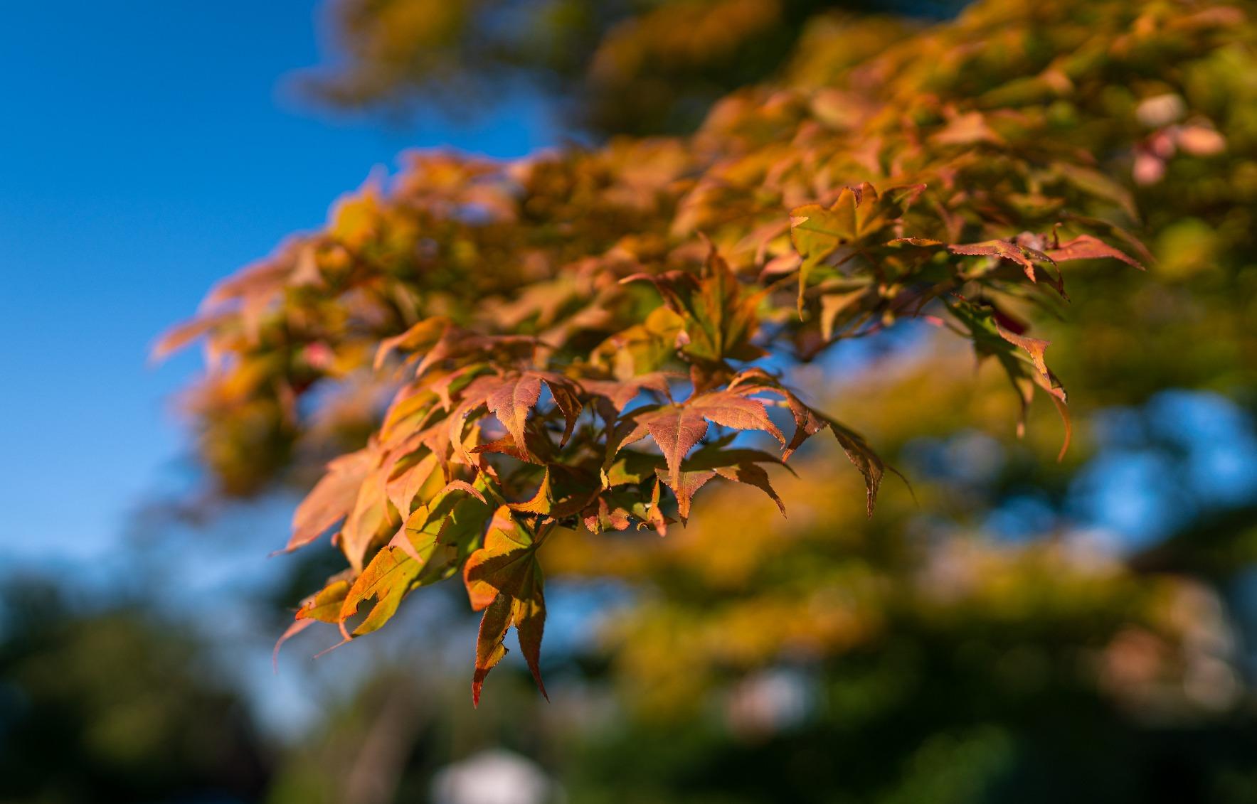 Sony E-mount FE 24mm F1.4 GM Full Frame Wide-angle Prime Lens (SEL24F14GM), Black customer photo 2