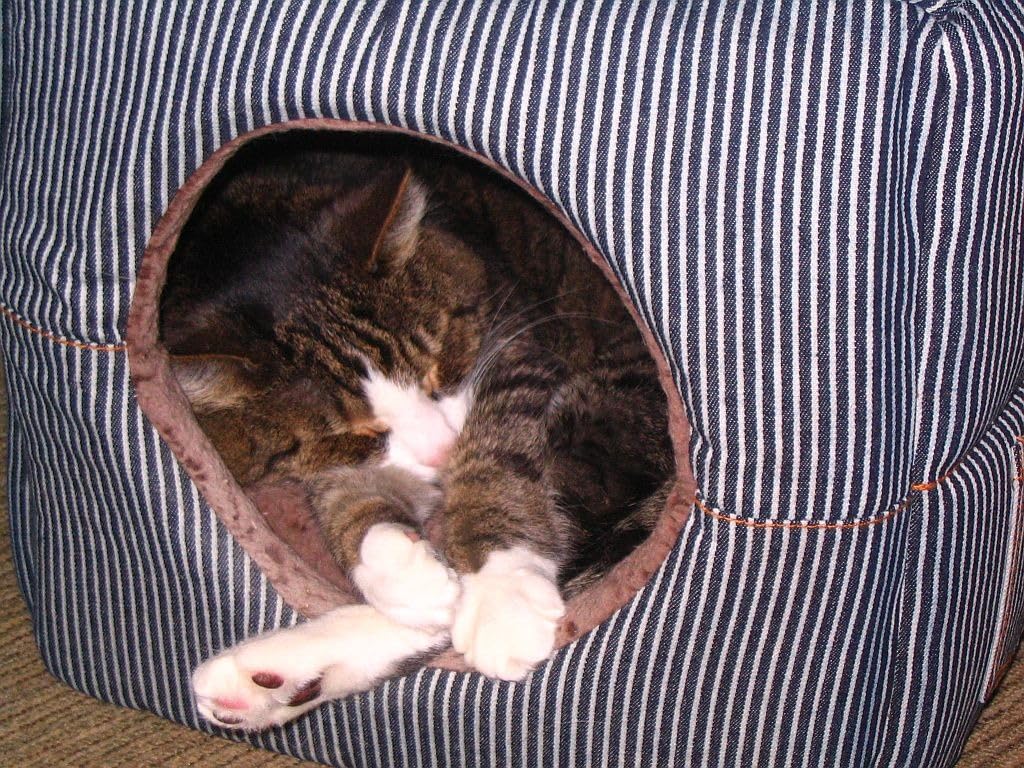 K&H Cat Window Perch for Large Cats - Heavy Duty Kitty Sill Bed Holds 40 lbs, Orthopedic Cushion, Washable Cover, Soft Fleece Window Hammock, 24x14 Inch, Cream customer photo 2