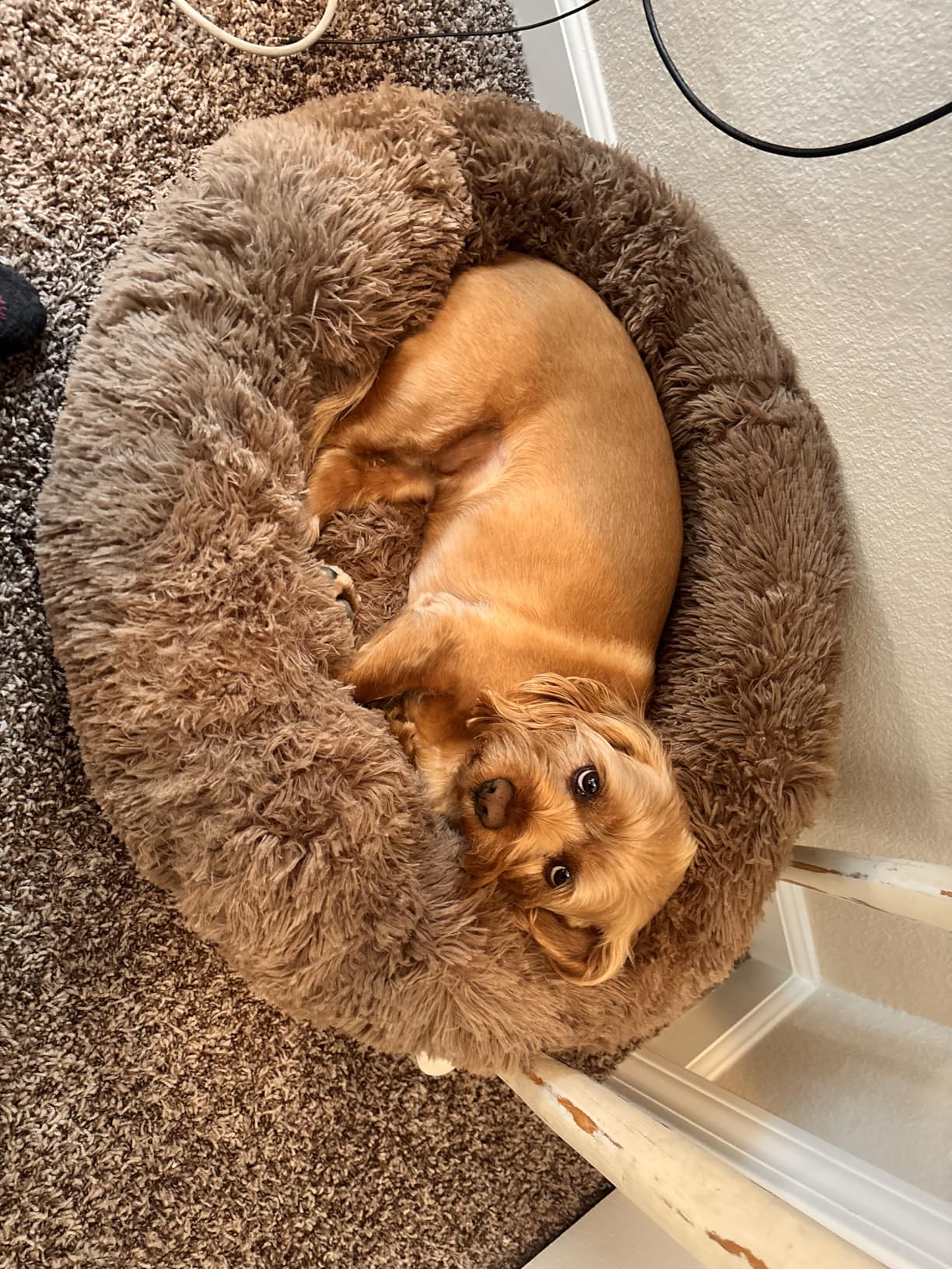 MIXJOY Orthopedic Dog Bed Comfortable Donut Cuddler Round Pet Beds Ultra Soft Washable Dog and Cat Cushion (20''/23''/30'') (23'', Brown) customer photo 1