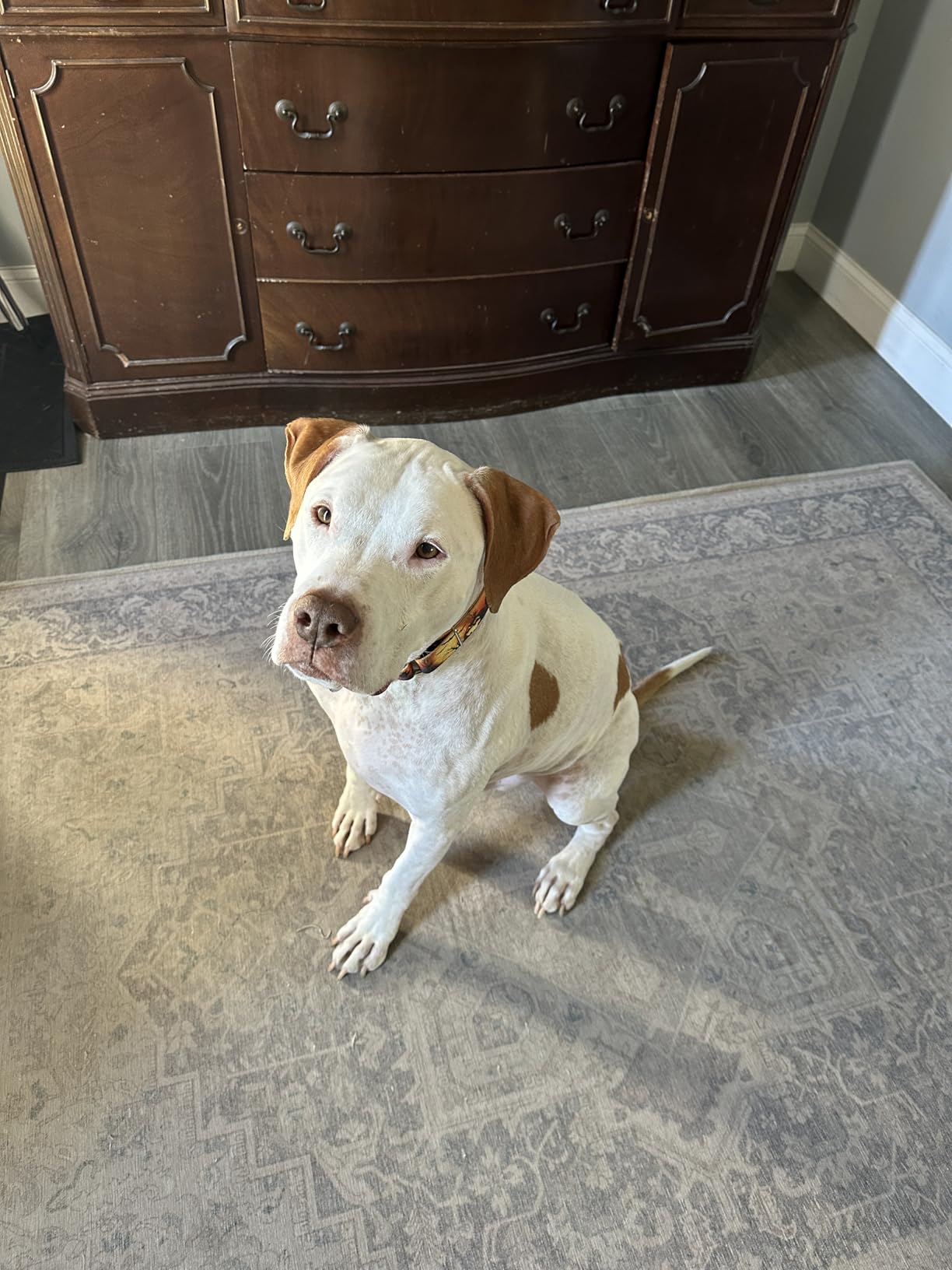 5Strands Pet Food Intolerance Test, at Home Sensitivity Test for Dogs & Cats, 825 Items Tested, Hair Analysis, Accurate for All Ages & Breeds, Pet Gut Health, Results in 4 Days customer photo 1