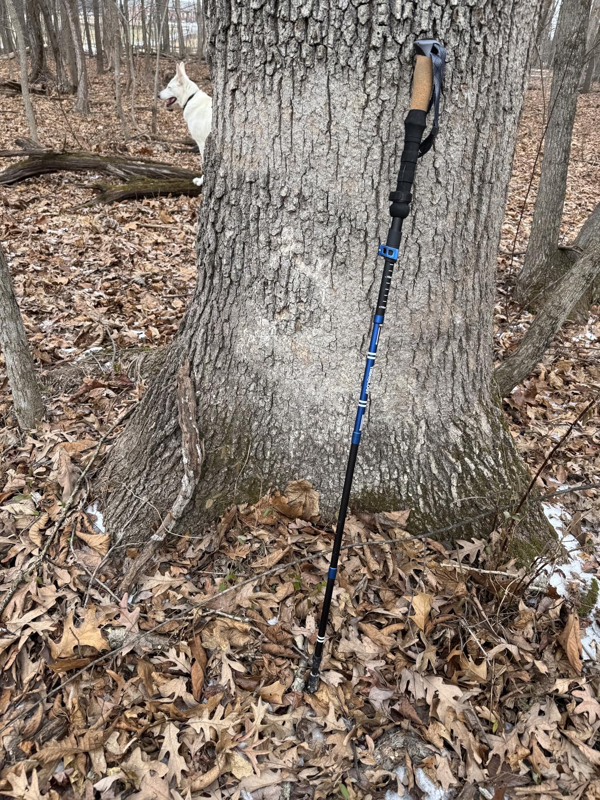 Trekology Trek-Z Cork Grip Trekking Poles - Lightweight Folding Hiking Poles, Adjustable Height, Compact Travel Design, Aircraft-Grade Aluminum Walking Sticks customer photo 1