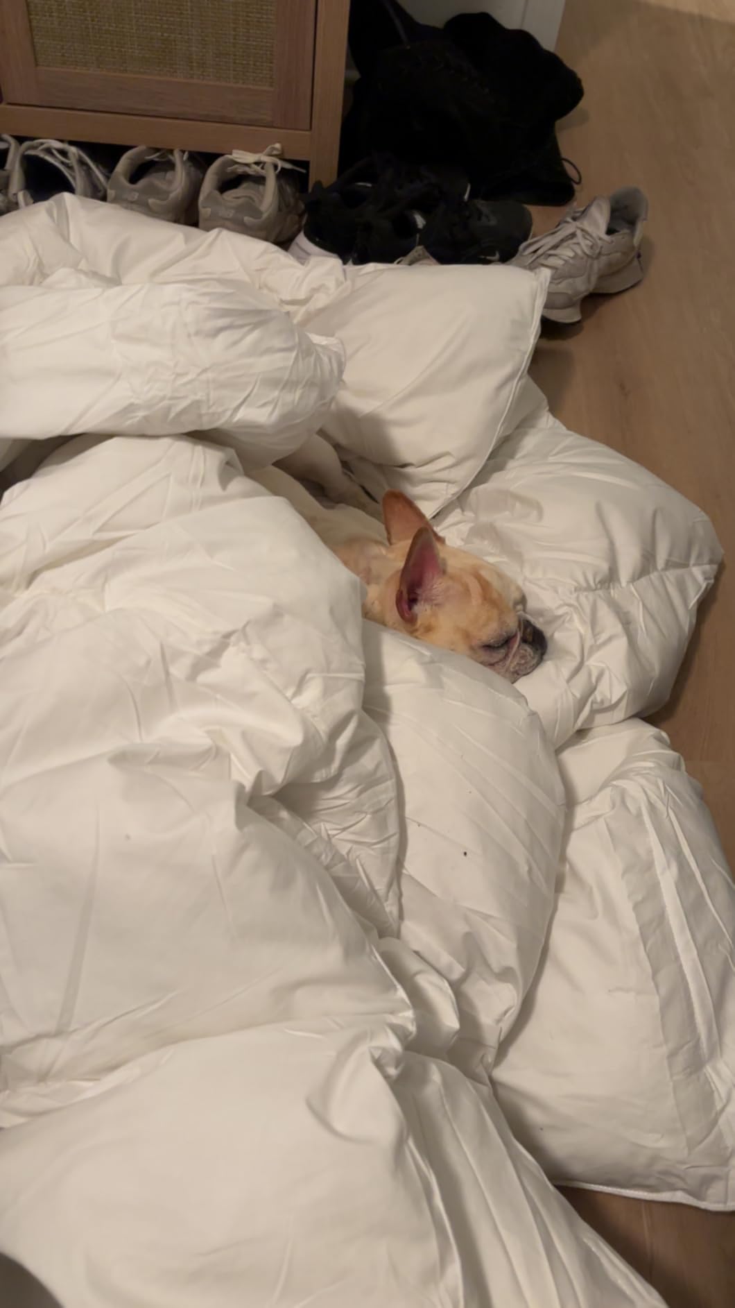 Serta Goose Feather Down Fiber Comforter Queen Size - 100% Cotton Cover Duvet Insert - Hotel Luxury Hypoallergenic Bedding Comforter All Season Medium Warmth 90 x 90 Inch White customer photo 2