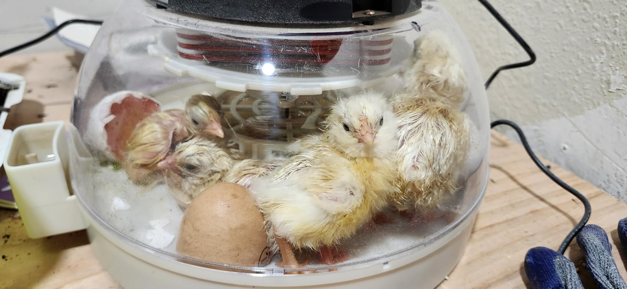 KEBONNIXS 12 Egg Incubator with Humidity Display, Egg Candler, Automatic Egg Turner, for Hatching Chickens customer photo 1