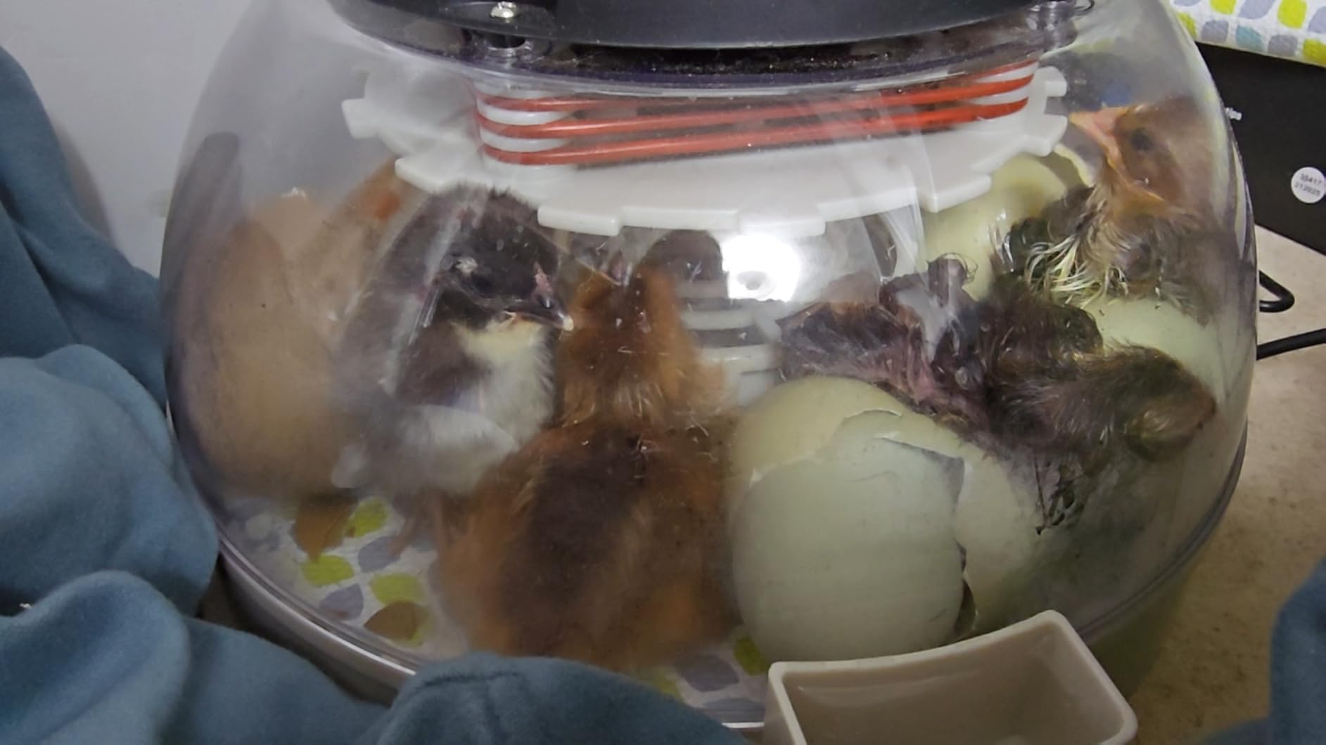 KEBONNIXS 12 Egg Incubator with Humidity Display, Egg Candler, Automatic Egg Turner, for Hatching Chickens customer photo 2