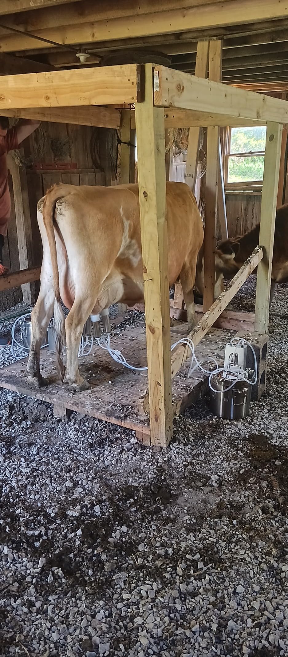 6L Goat Milking Machine, Rechargeable Battery Powered Speed Adjustable Pulsating Vacuum Pump, 304 Stainless Steel Milk Bucket with Auto Stop Check Valve Goat Milker Machine (Pro Model) customer photo 1