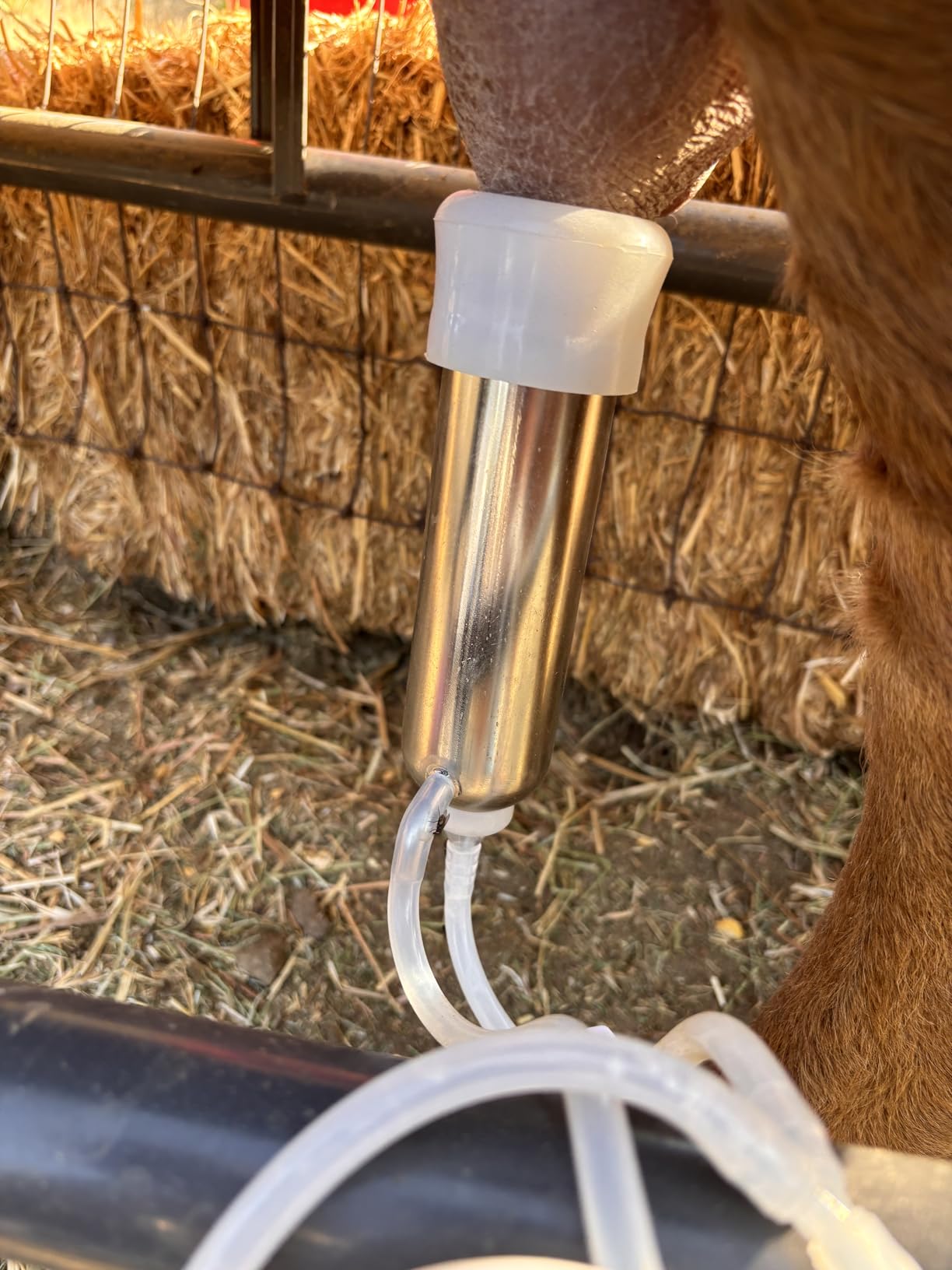 6L Goat Milking Machine, Rechargeable Battery Powered Speed Adjustable Pulsating Vacuum Pump, 304 Stainless Steel Milk Bucket with Auto Stop Check Valve Goat Milker Machine (Pro Model) customer photo 2