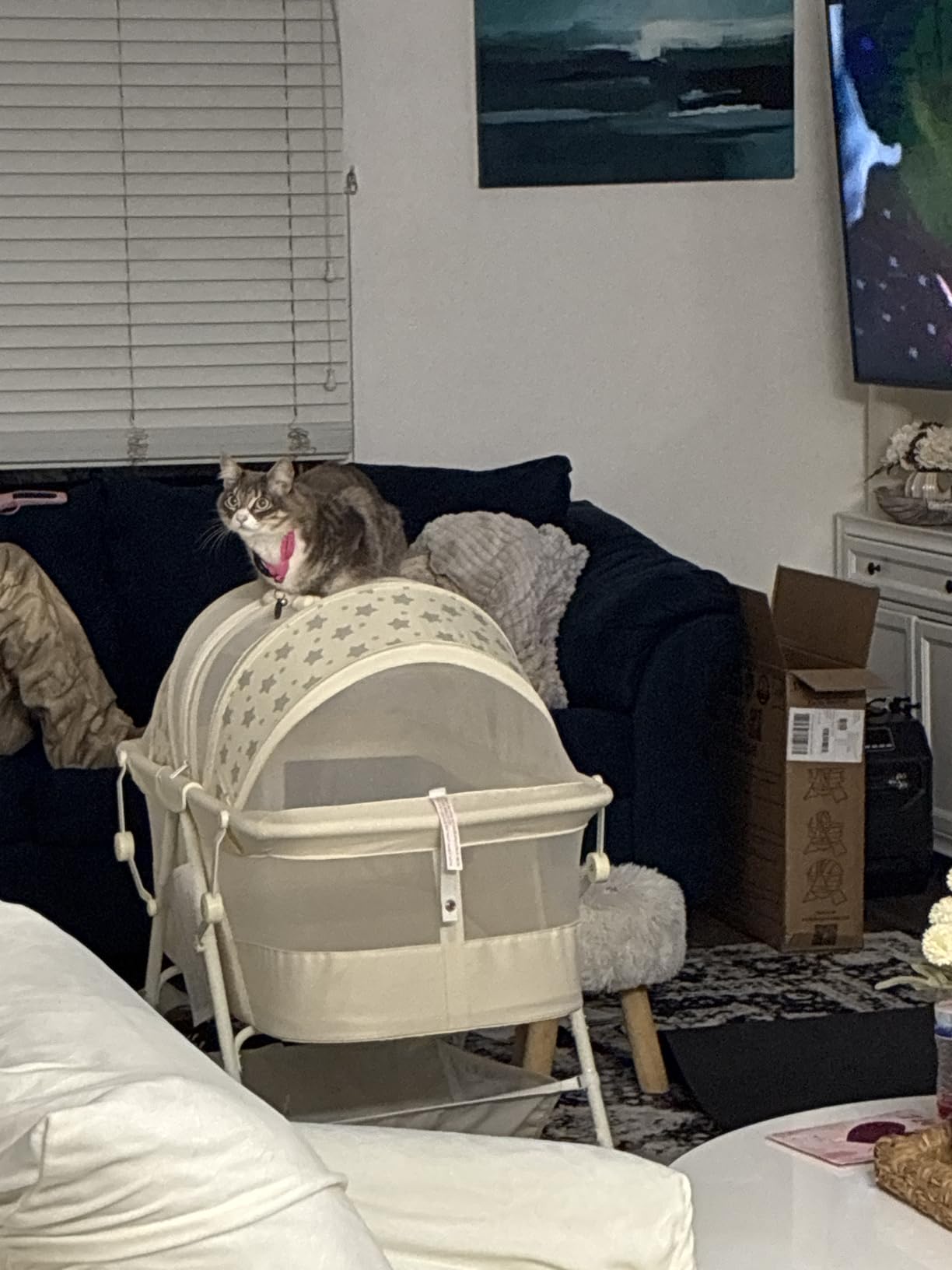Dream On Me Karley Bassinet - Award Winner Lightweight Travel Baby Bassinet, Foldable Bedside Sleeper with Adjustable Double Canopy and Storage Basket customer photo 1