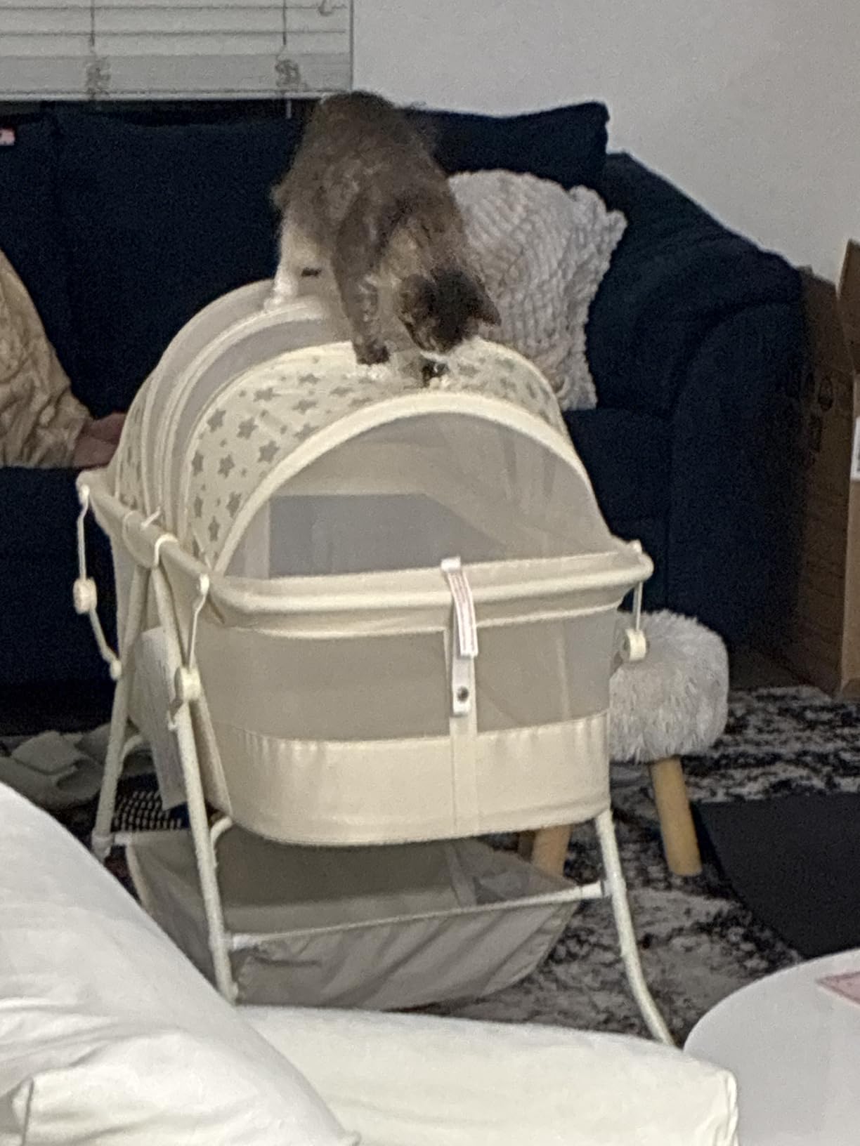 Dream On Me Karley Bassinet - Award Winner Lightweight Travel Baby Bassinet, Foldable Bedside Sleeper with Adjustable Double Canopy and Storage Basket customer photo 2