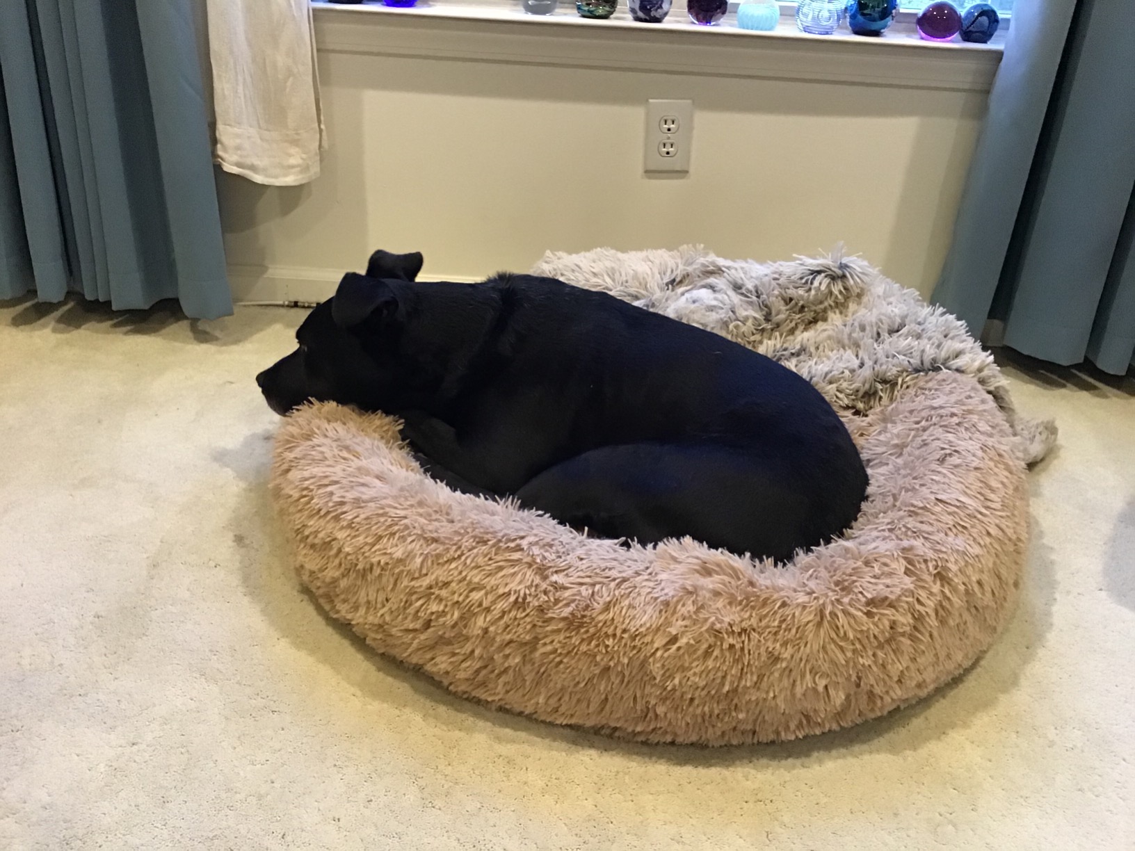 Barkbox Dog Bed, 2-in-1 Memory Foam Donut Cuddler Dog and Cat Bed, Calming Orthopedic Joint Relief Fur Crate Lounger for Pets, Machine Washable + Removable Cover, Waterproof Lining, Includes Toy customer photo 1