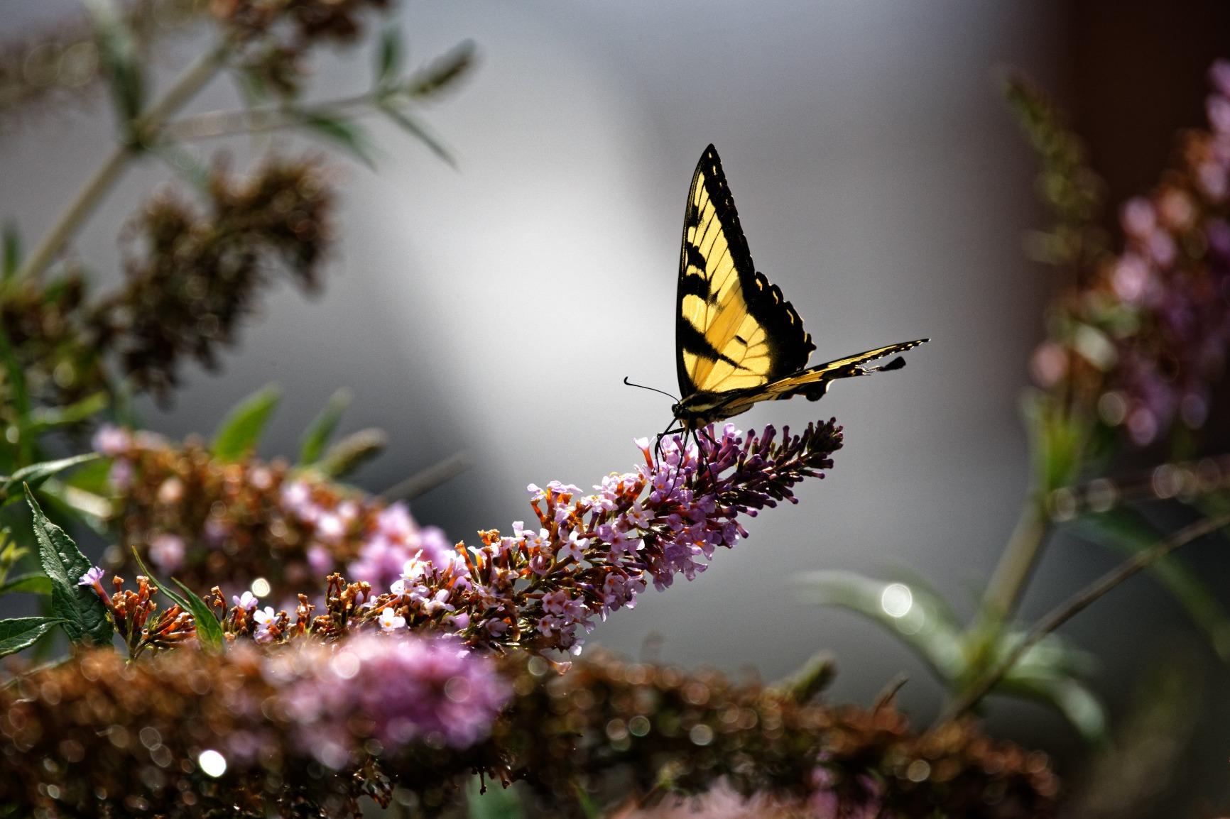 RF800mm F11 IS STM Lens customer photo 2