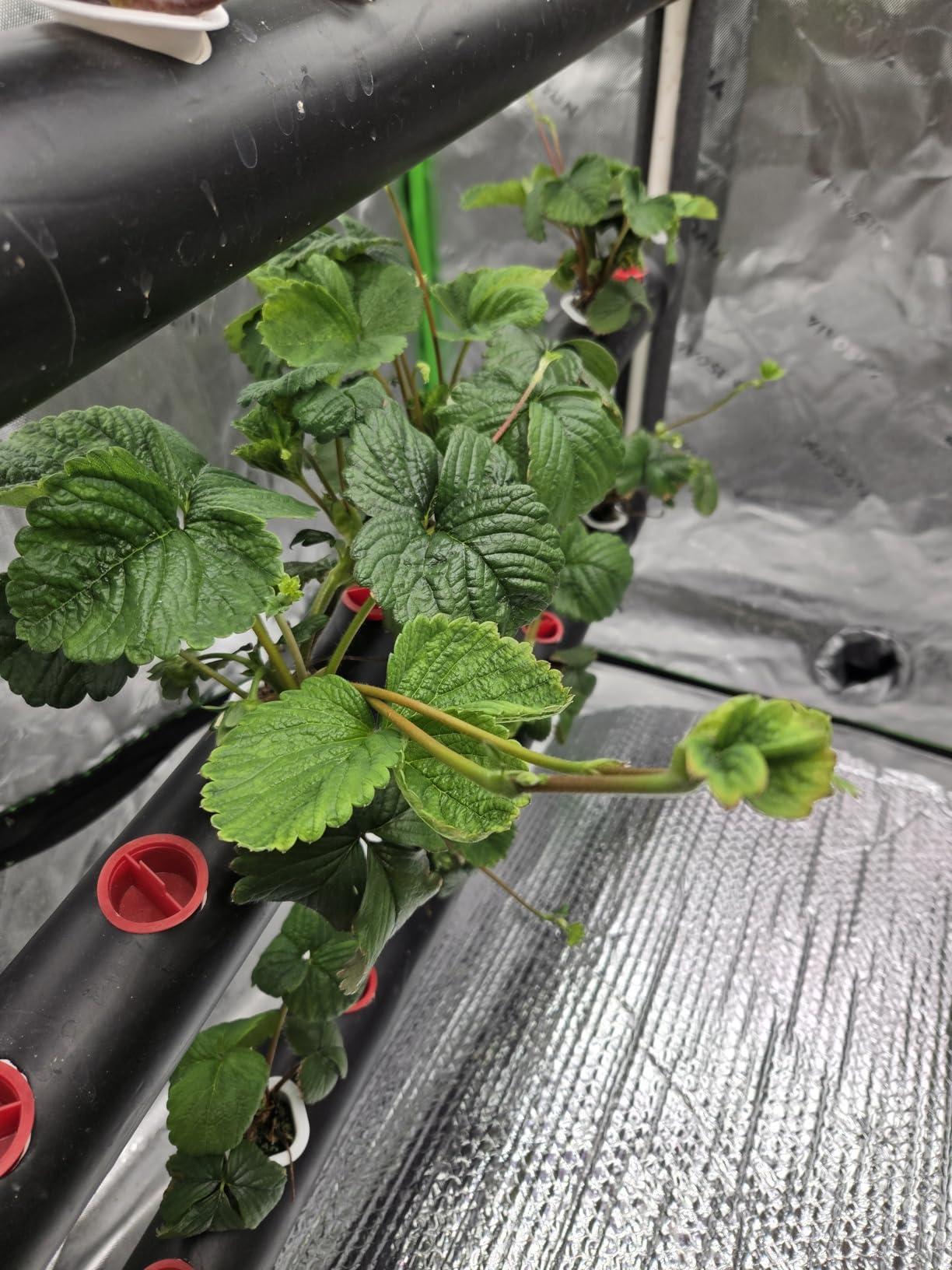 VIVOSUN Hydroponic Grow Kit, 1 Layer 36 Plant Sites 4 Food-Grade PVC-U Pipes Hydroponics Planting System with Water Pump customer photo 2