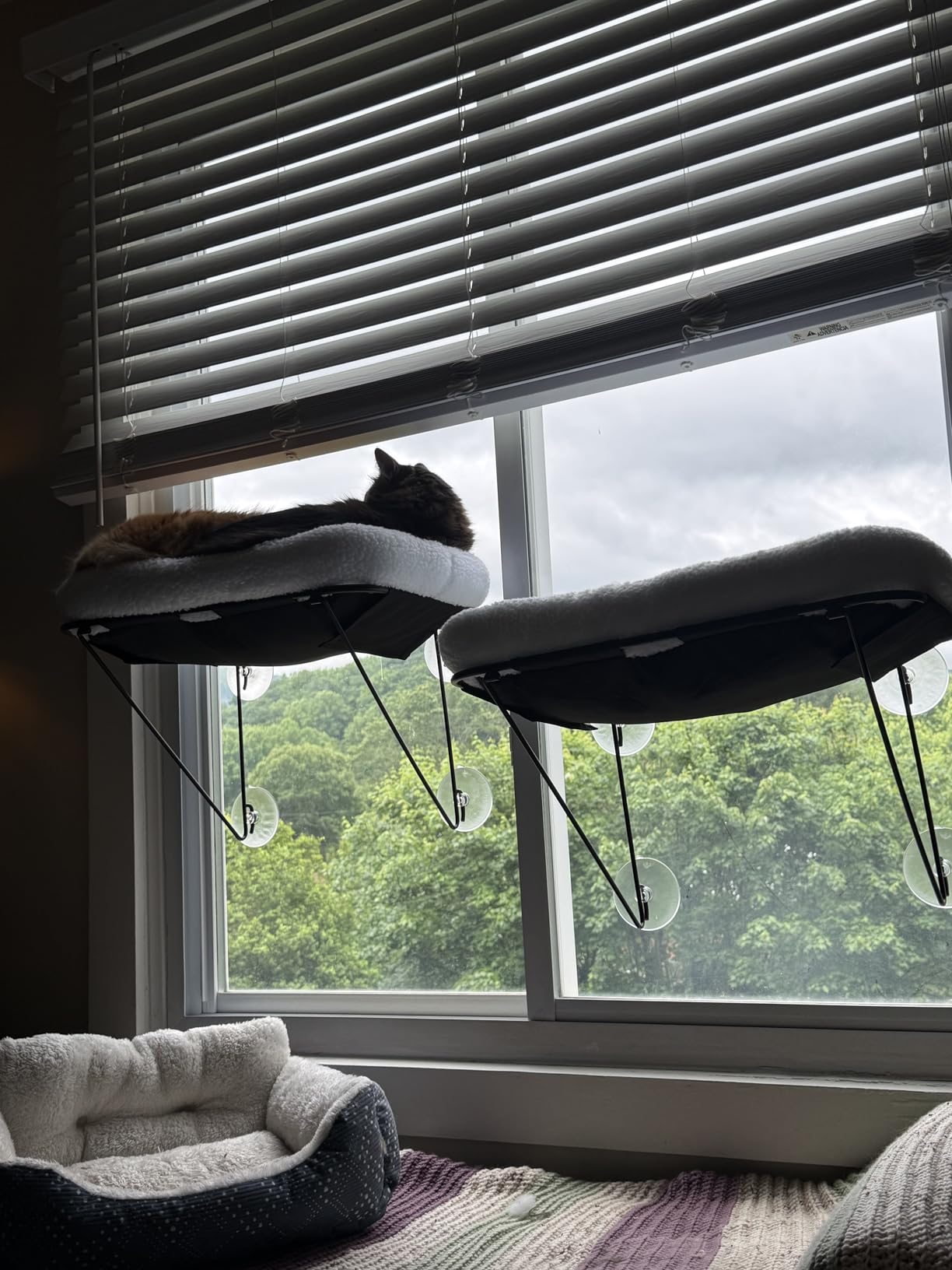 Zakkart Cat Window Perch - 100% Metal Supported from Below - Comes with Warm Spacious Pet Bed - Cat Window Hammock for Large Cats & Kittens - for Sunbathing, Napping & Overlooking (White) customer photo 1