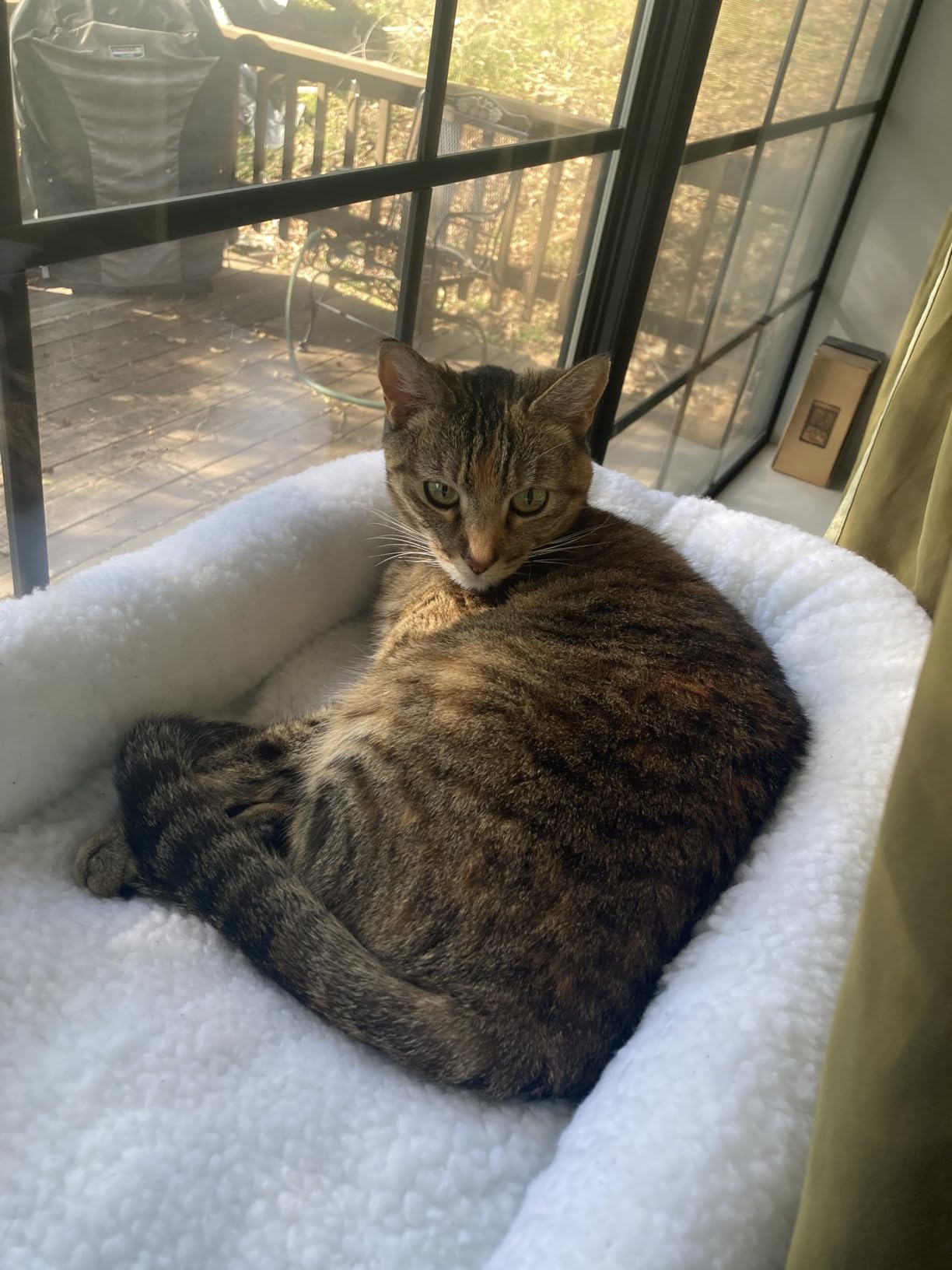 Zakkart Cat Window Perch - 100% Metal Supported from Below - Comes with Warm Spacious Pet Bed - Cat Window Hammock for Large Cats & Kittens - for Sunbathing, Napping & Overlooking (White) customer photo 2