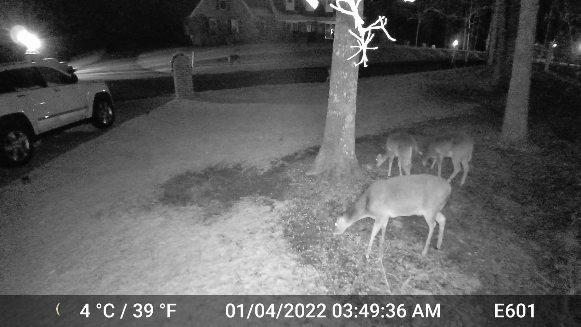 GardePro E6 WiFi Trail Camera, 64MP 1296P HD, No-Glow Night Vision, Motion Activated Waterproof Game Camera customer photo 1