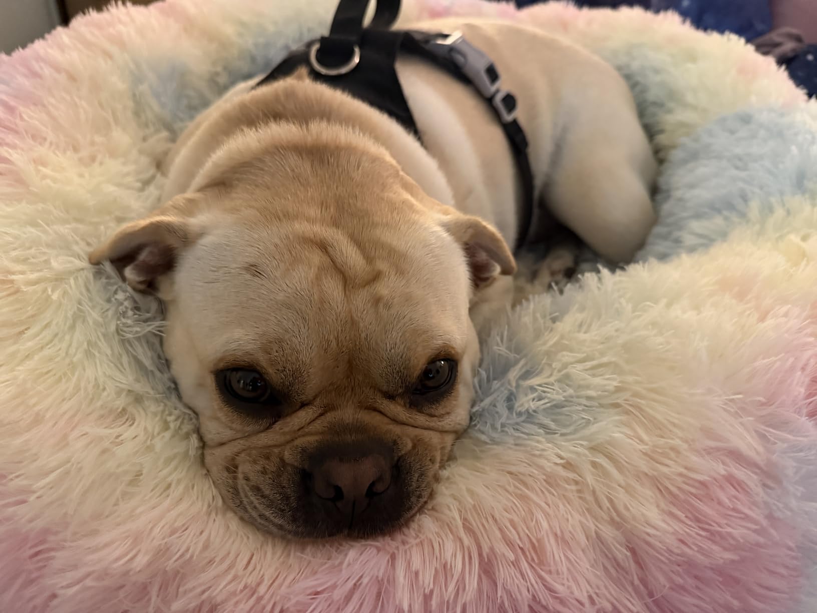 WNPETHOME Calming Dog Bed Cat Bed Donut, Faux Fur Pet Bed Self-Warming Donut Cuddler, Comfortable Round Plush Dog Beds (24 x 24 Inch, Light Grey) customer photo 2