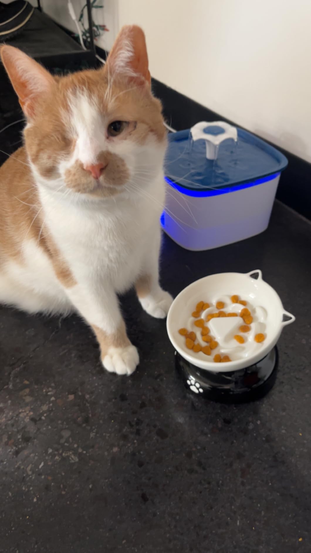 Y YHY Ceramic Cat Slow Feeder, Elevated Dog Food Bowl Tilted Design, Slow Feeder Bowl no Black Chin, Cat Shape for Dry and Wet Food customer photo 1