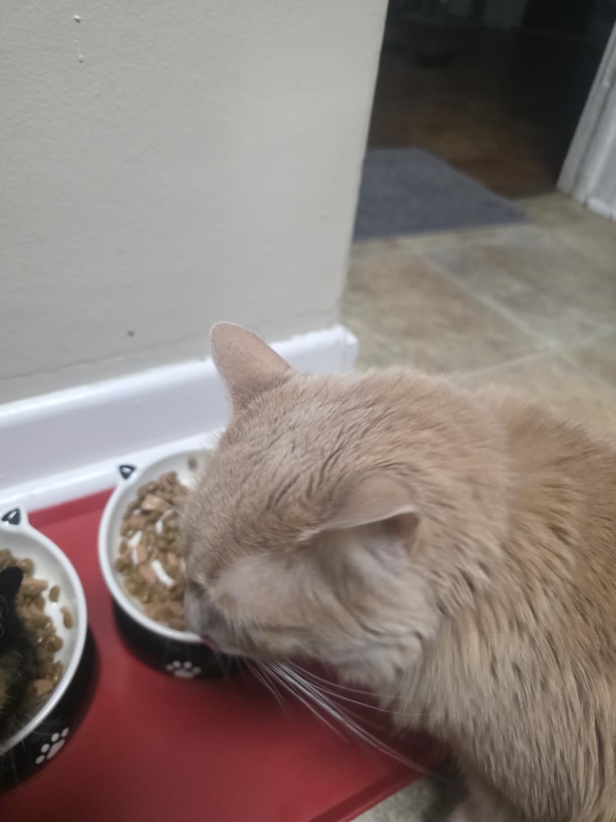 Y YHY Ceramic Cat Slow Feeder, Elevated Dog Food Bowl Tilted Design, Slow Feeder Bowl no Black Chin, Cat Shape for Dry and Wet Food customer photo 2