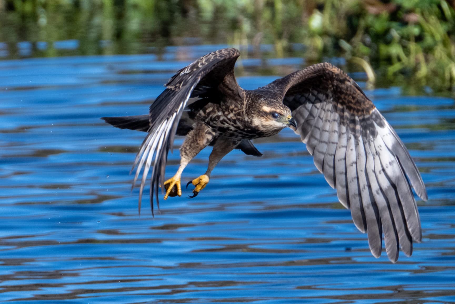 NIKKOR Z 100-400mm VR S | Premium versatile telephoto zoom lens with image stabilization for Z series mirrorless cameras (compatible with teleconverters) | Nikon USA Model customer photo 1