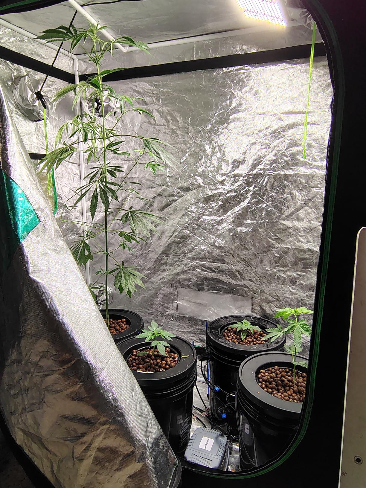 VIVOSUN DWC Hydroponics Grow System with Top Drip Kit, 5-Gallon Deep Water Culture, Recirculating Drip Garden System with Multi-Purpose Air Hose, Air Pump, and Air Stone (8 Buckets + Top Drip Kit) customer photo 2