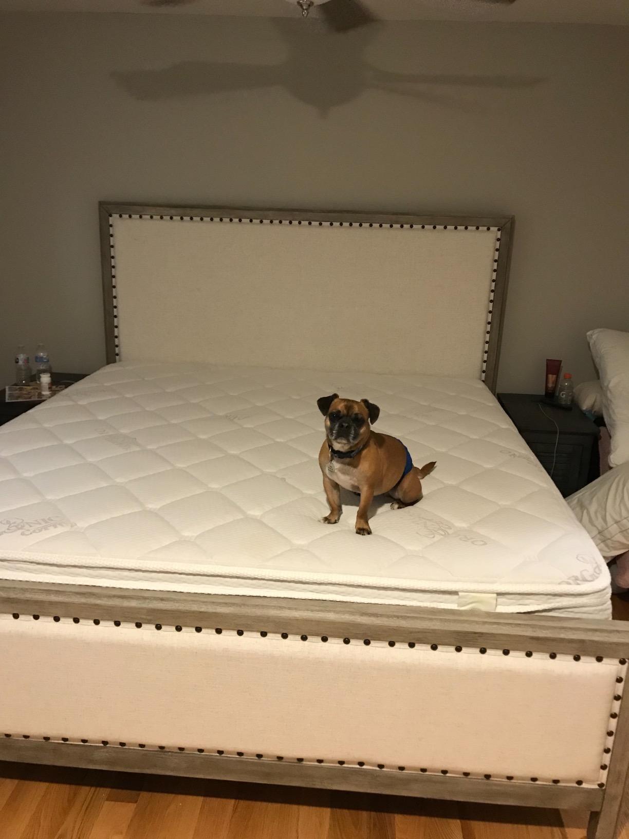 Oliver Smith - Organic Cotton - 12 Inch - Deluxe Sleep - Plush Euro Pillow Top - Cool Memory Foam & Encased Coil Mattress - Green Foam Certified - Twin customer photo 1
