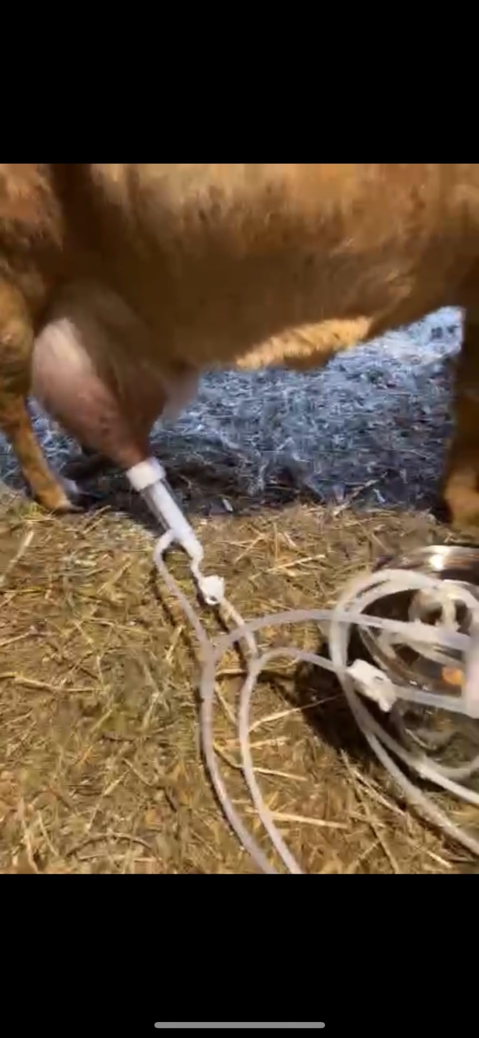 3L Goat Milking Machine,Pulsation Vacuum Electric Milker,Automatic Breast Pump with 2 Teat Cups Stainless Steel Bucket for Goats customer photo 1
