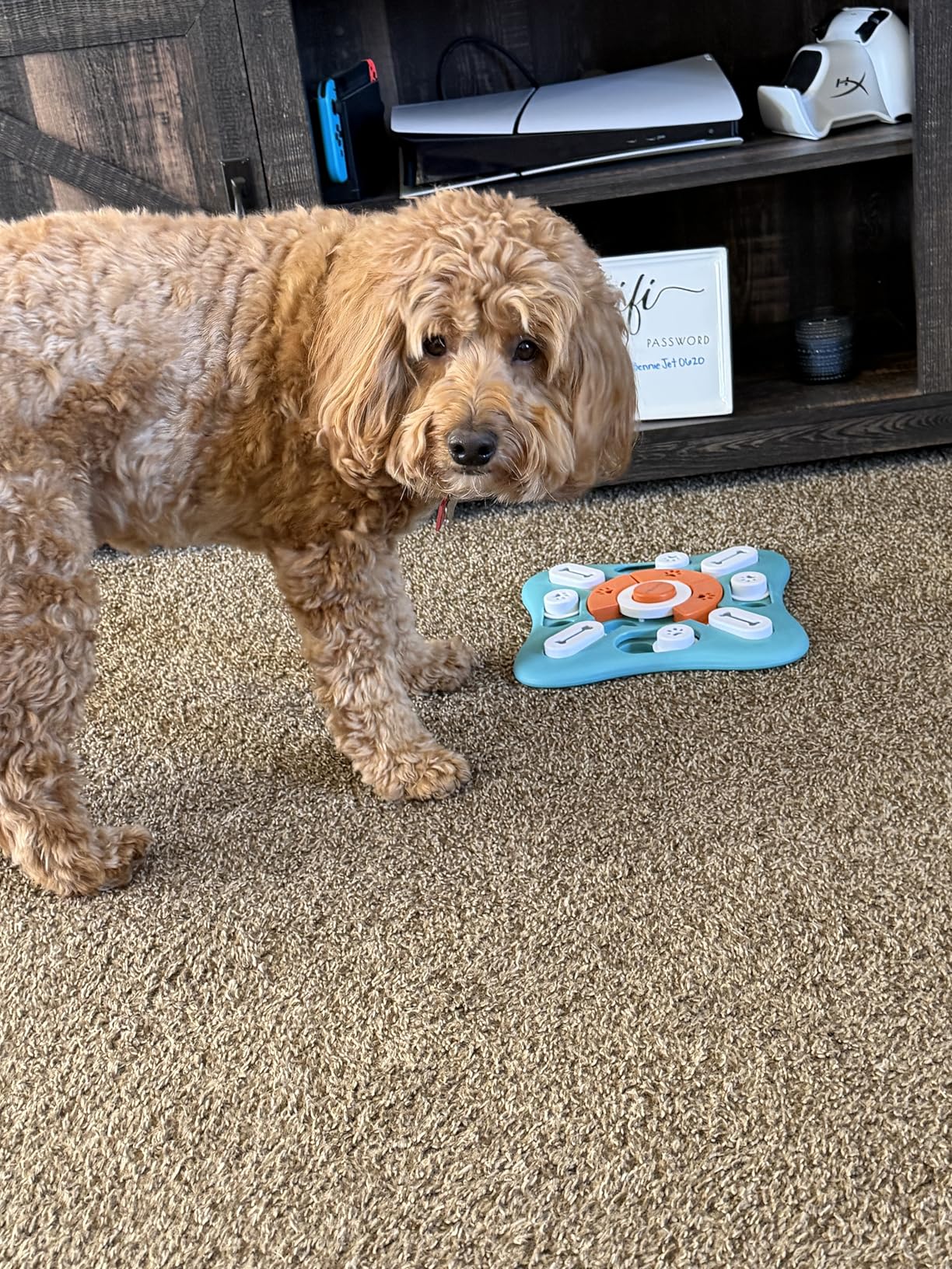 FOXMM Interactive Dog Treat Puzzle Toys for IQ Training & Mental Stimulating, Fun Slow Feeder, Large Medium Small Dogs Enrichment Toys with Squeak Design customer photo 2