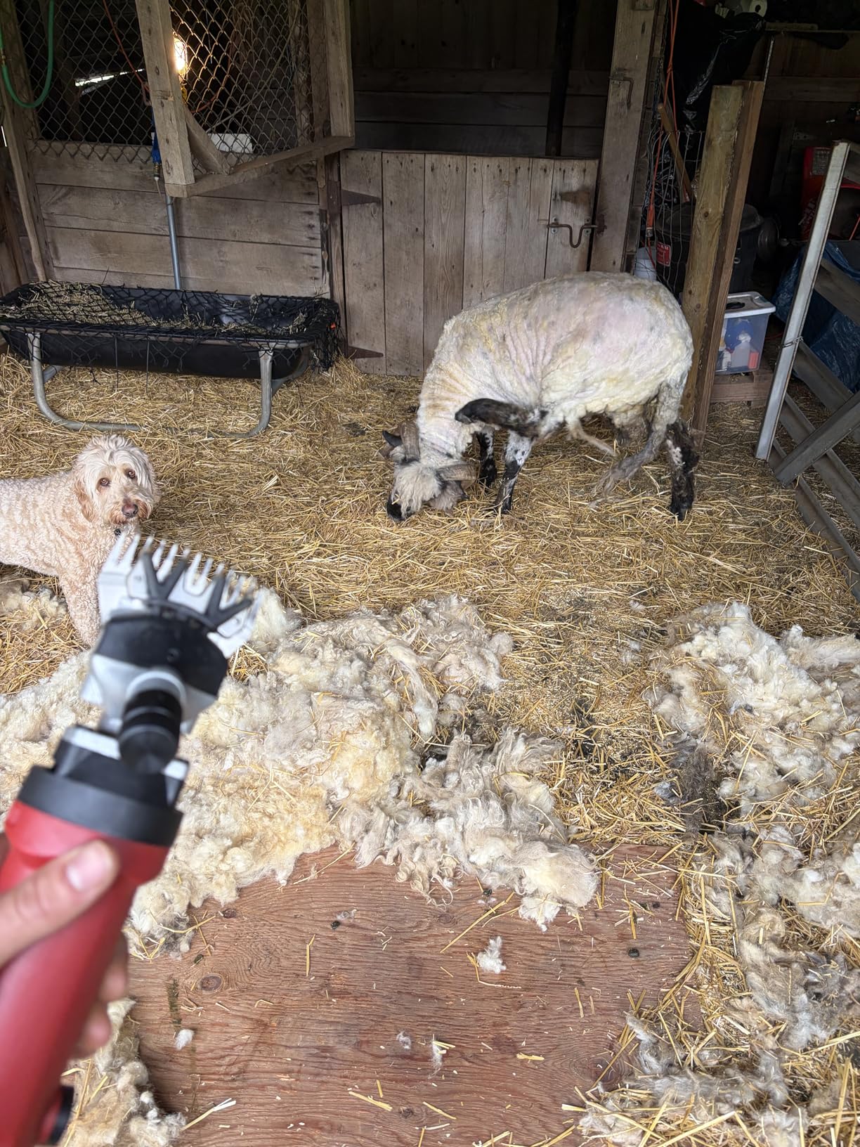 Cordless Electric Professional Sheep Shears, Sheep Clippers with 2 PCS Rechargeable Lithium Battery, 6 Speeds Heavy Duty Animal Grooming Clippers for Sheep Alpacas Goats Horse customer photo 2