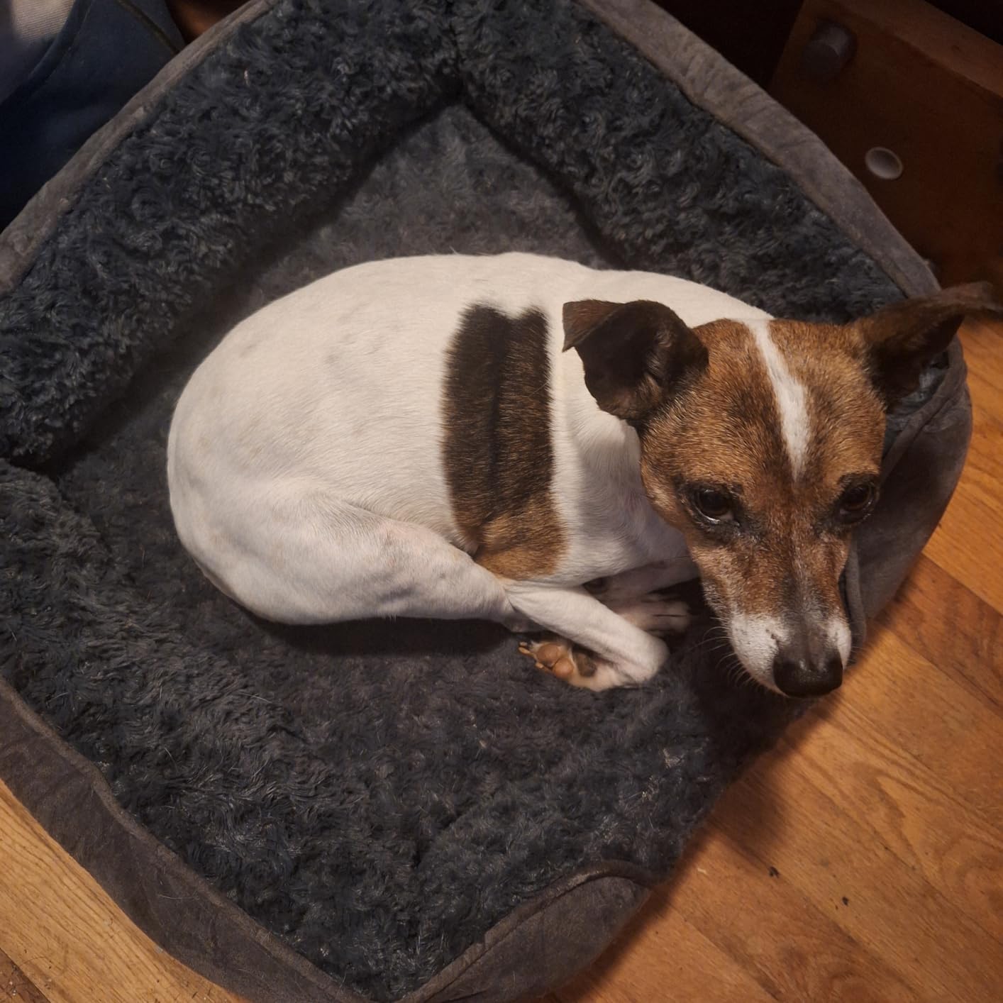 INVENHO Large Dog Bed for Large Medium Small Dogs, Rectangle Washable Orthopedic Dog Bed, Soft Calming Sleeping Puppy Bed Durable Pet Cuddler with Anti-Slip Bottom L(30