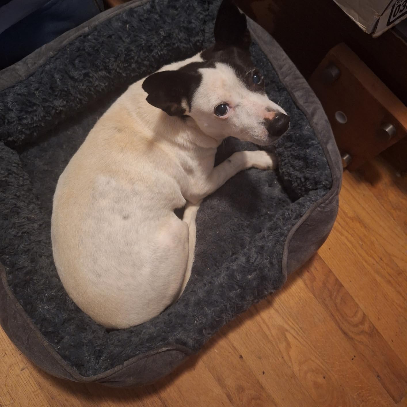INVENHO Large Dog Bed for Large Medium Small Dogs, Rectangle Washable Orthopedic Dog Bed, Soft Calming Sleeping Puppy Bed Durable Pet Cuddler with Anti-Slip Bottom L(30