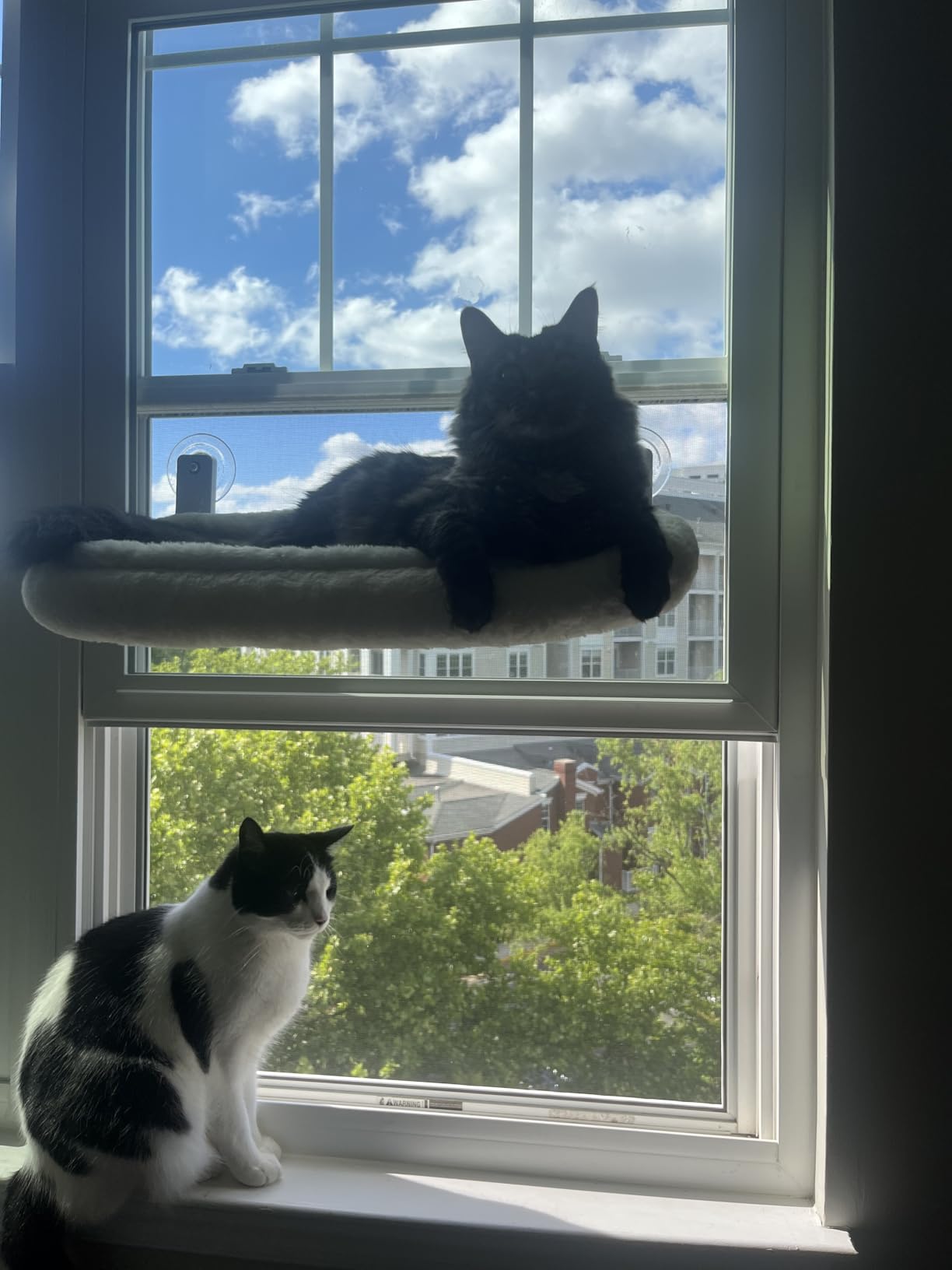 AMOSIJOY Cordless Cat Window Perch, Window Hammock for Cats with 4 Strong Suction Cups, Solid Metal Frame and Soft Cover, Indoor Cat Bed customer photo 1