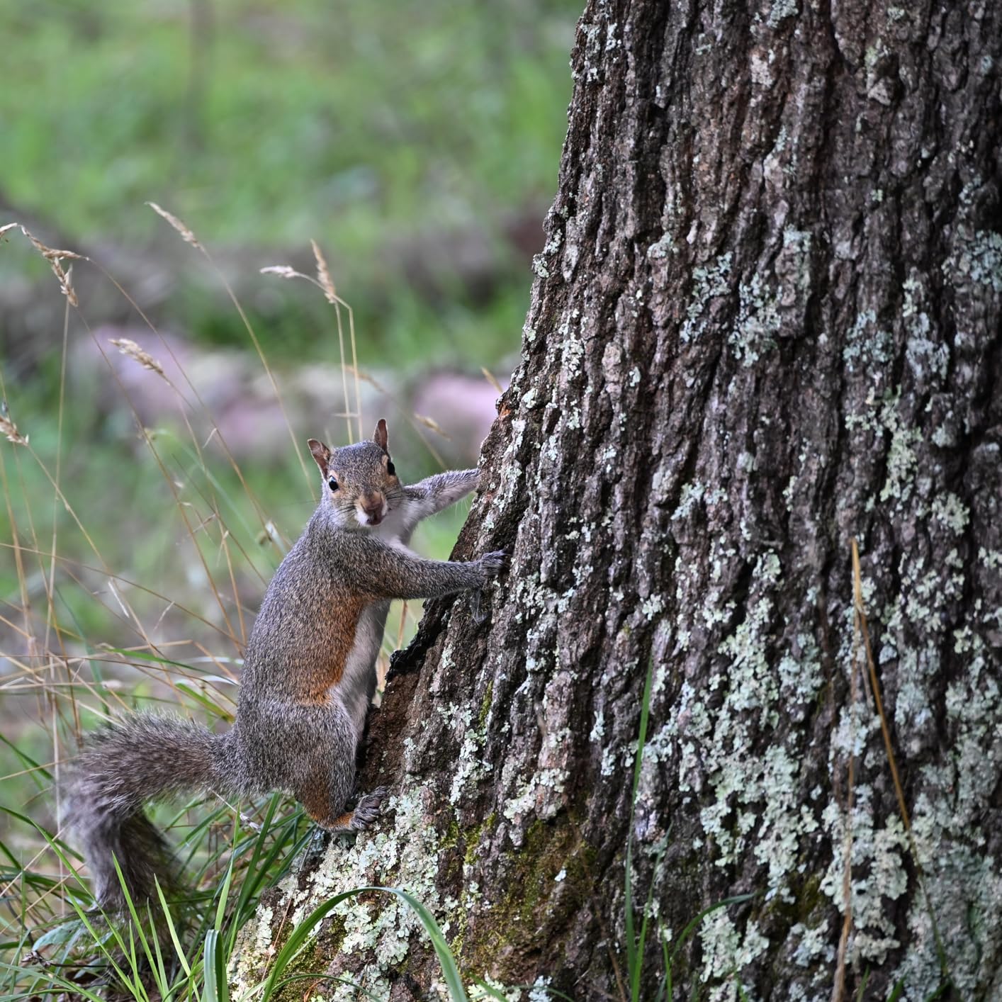 70-300mm F/4.5-6.3 Di III RXD for Nikon Z Mirrorless Cameras (Model A047Z) customer photo 1