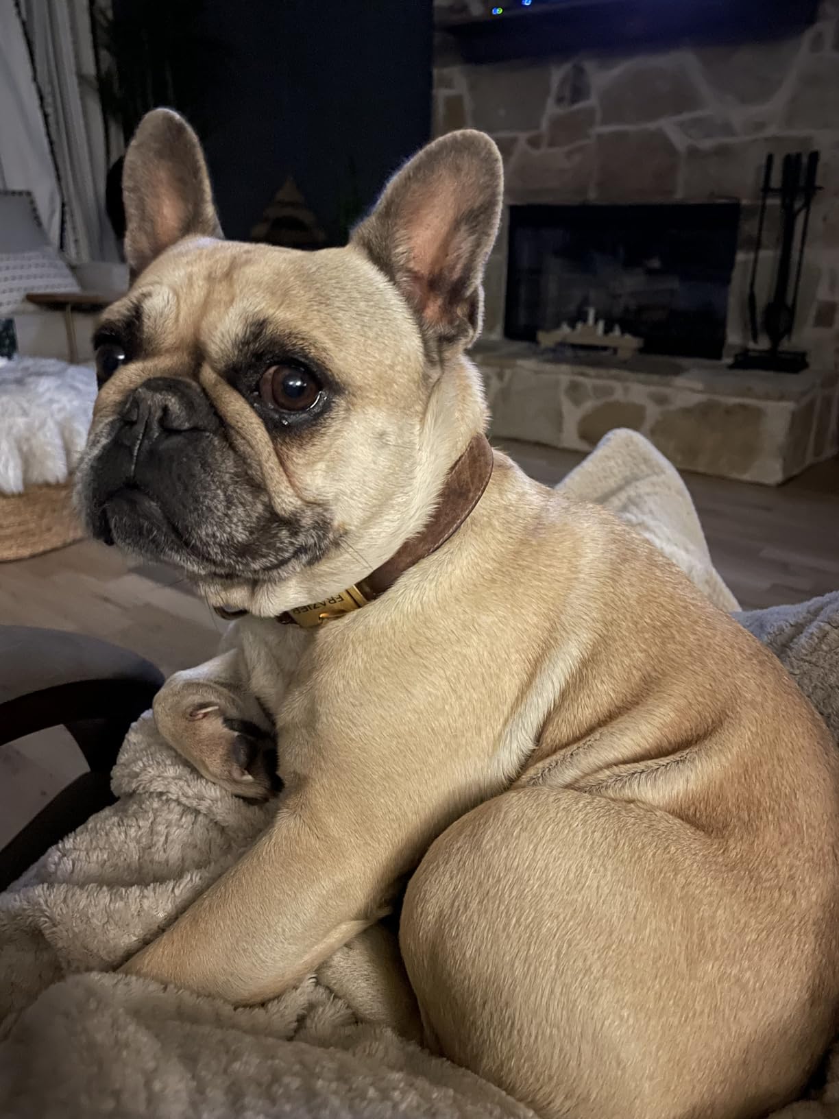 Glacier Peak Holistics, The Original Pet Intolerance Test - Screen Over 395 Food and Environmental Stressors, A Hair and Saliva Kit for Cat and Dog Sensitivities (Results in 7-10 Business Days) customer photo 1