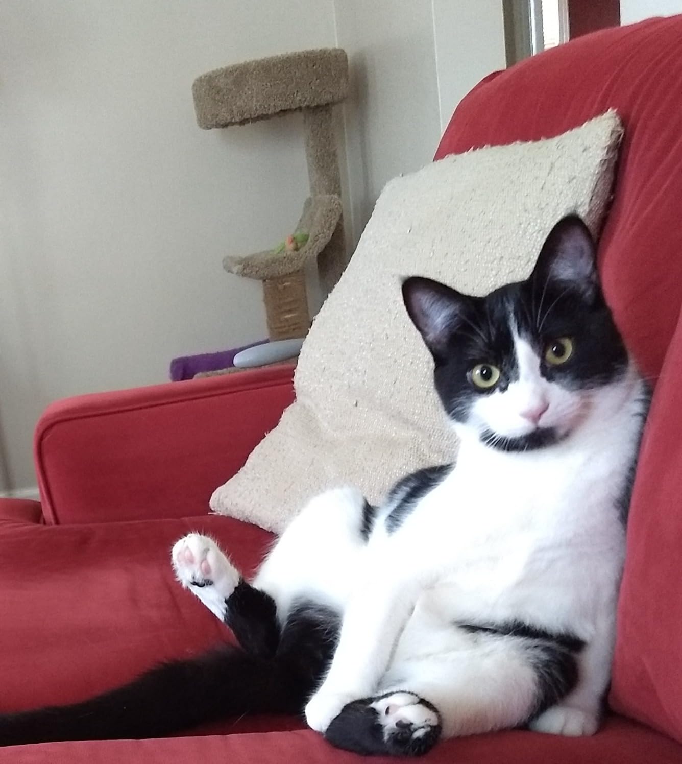 Glacier Peak Holistics, The Original Pet Intolerance Test - Screen Over 395 Food and Environmental Stressors, A Hair and Saliva Kit for Cat and Dog Sensitivities (Results in 7-10 Business Days) customer photo 2