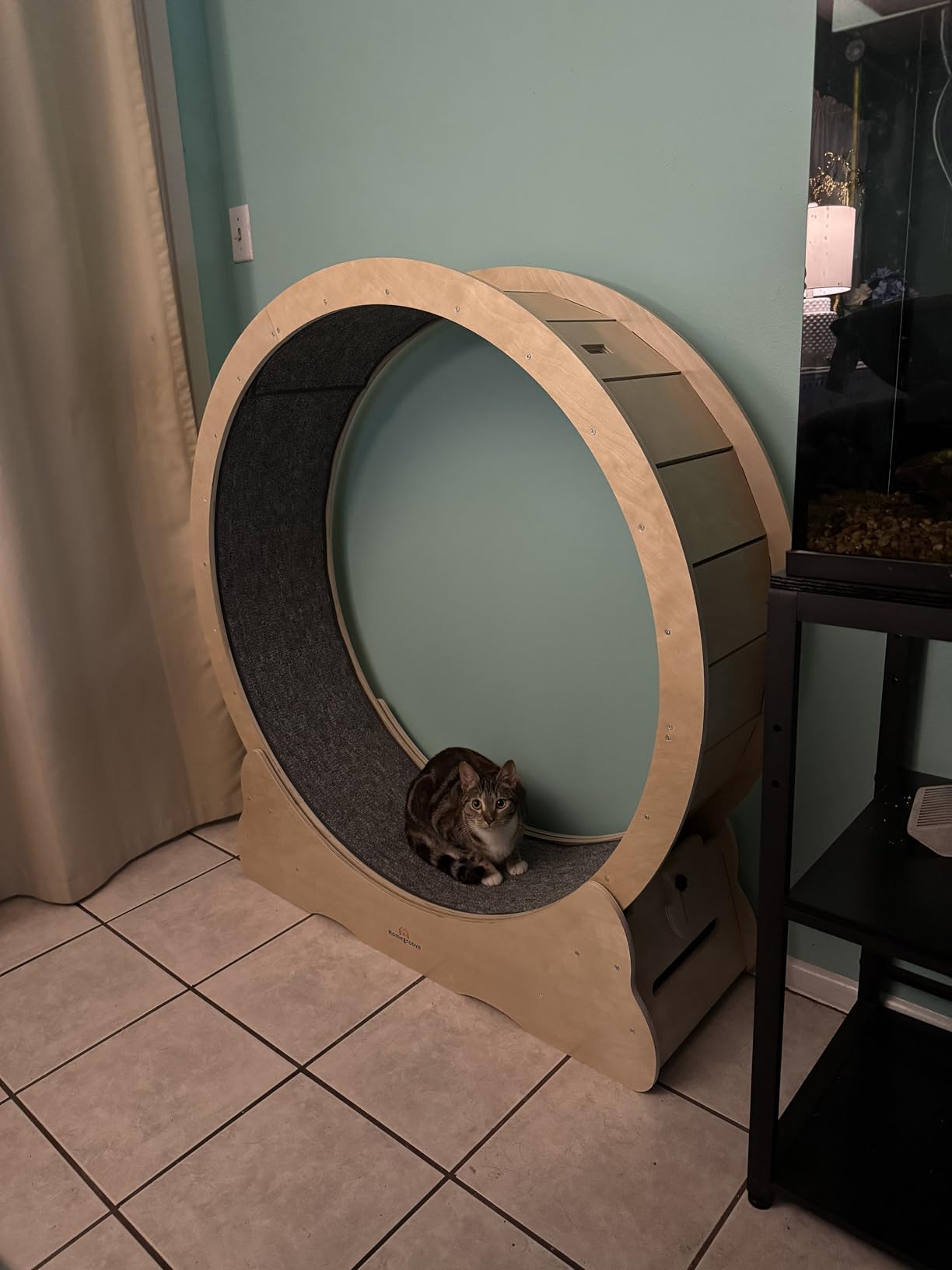 Homegroove Cat Exercise Wheel for Indoor Cats, 46