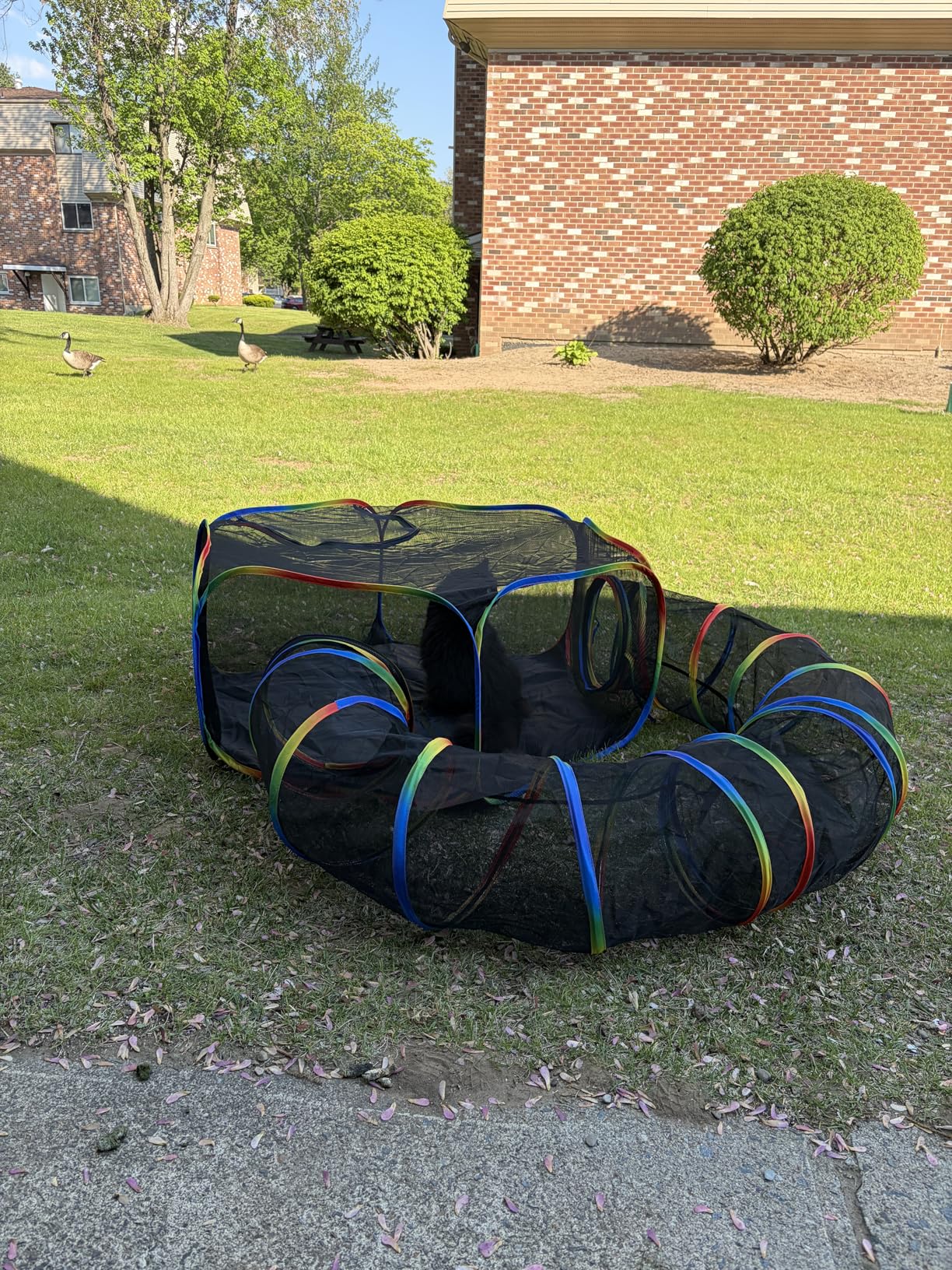 Portable Cat Enclosure - 2-in-1 Outdoor Catio with Tent & Tunnel, Foldable Playpen for Indoor Cats, Includes Storage Bag for Cats & Small Animals Rainbow Color customer photo 1