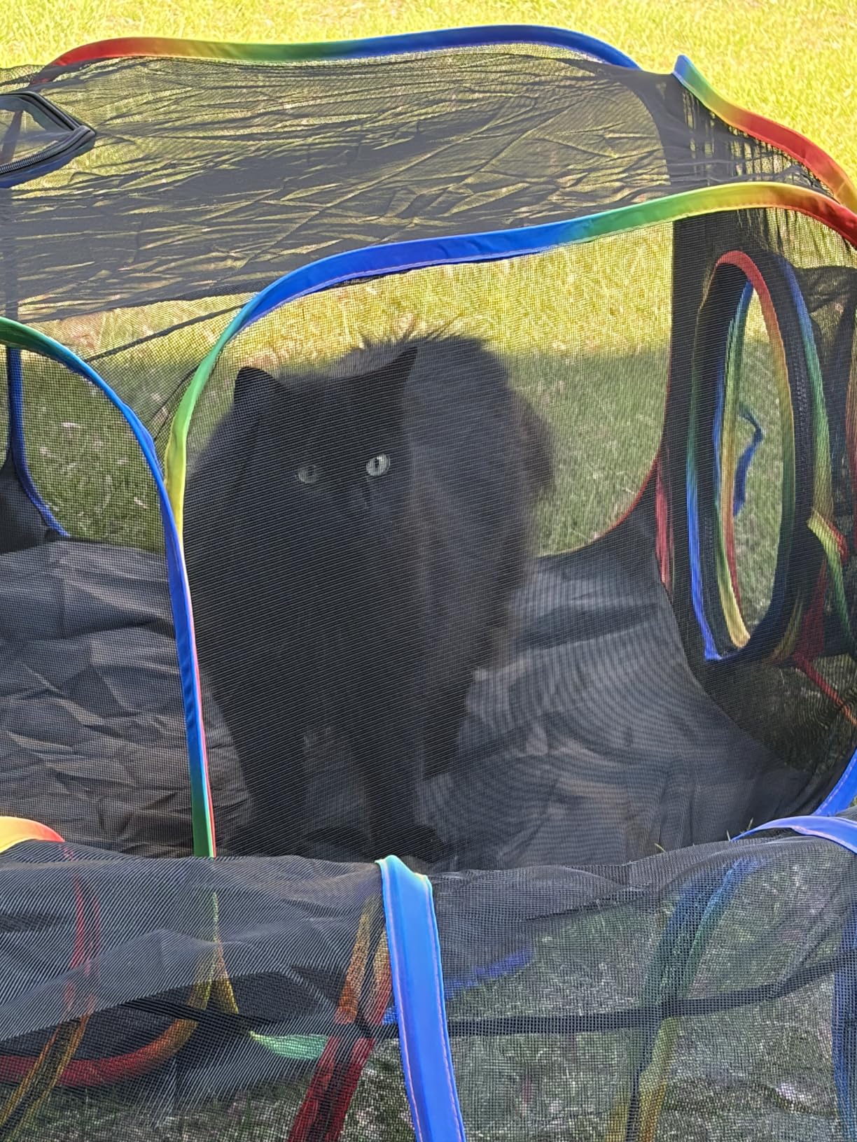 Portable Cat Enclosure - 2-in-1 Outdoor Catio with Tent & Tunnel, Foldable Playpen for Indoor Cats, Includes Storage Bag for Cats & Small Animals Rainbow Color customer photo 2