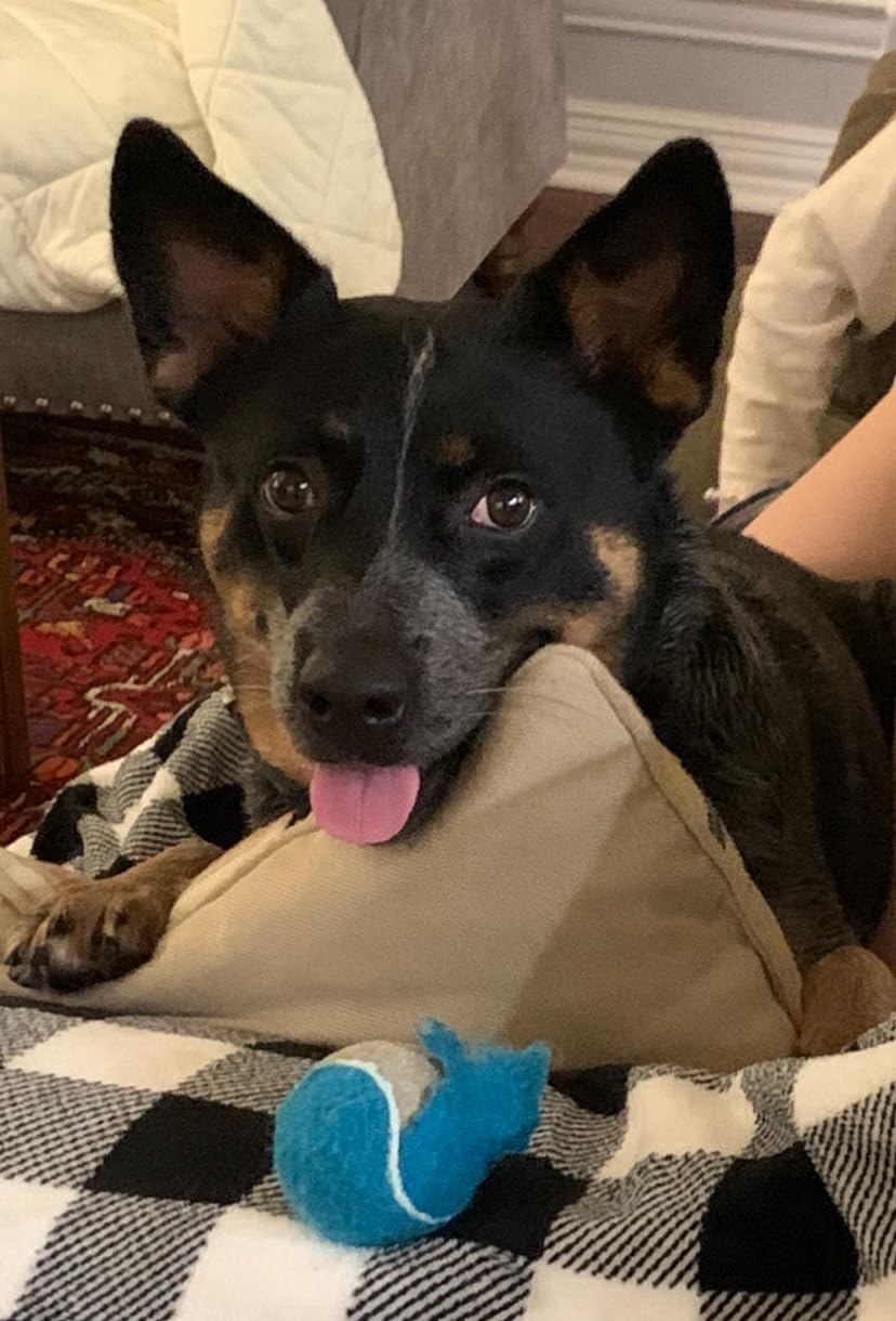 Pet Age Test for Dogs & Cats - Includes Wellness Insights for Your Pet's Life Stage - At Home Epigenetic Biomarker Testing Kit, Great for Rescued Pets customer photo 1