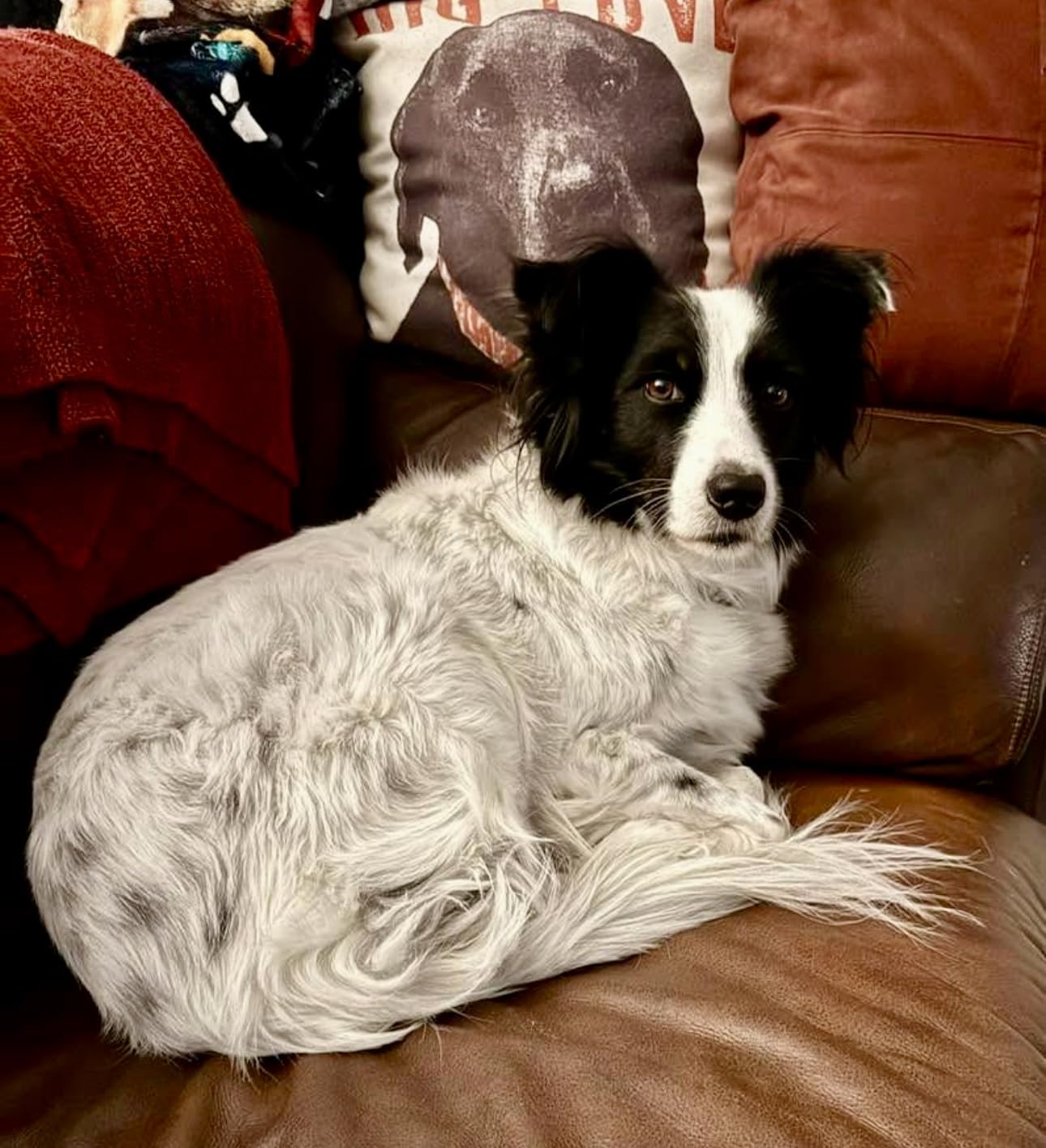 Pet Age Test for Dogs & Cats - Includes Wellness Insights for Your Pet's Life Stage - At Home Epigenetic Biomarker Testing Kit, Great for Rescued Pets customer photo 2