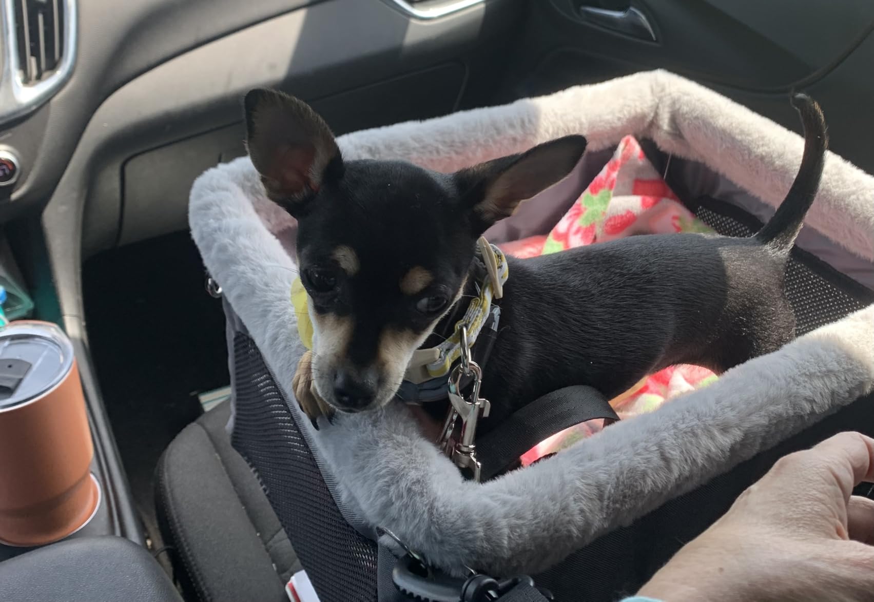JOEJOY Deluxe Dog Booster Seat with Sturdy Metal Frame and Safety Leash for Small Pets up to 20 lbs - Portable Puppy Dog Car Seat with Thick Cushion and Storage Pockets for Small Dogs customer photo 2