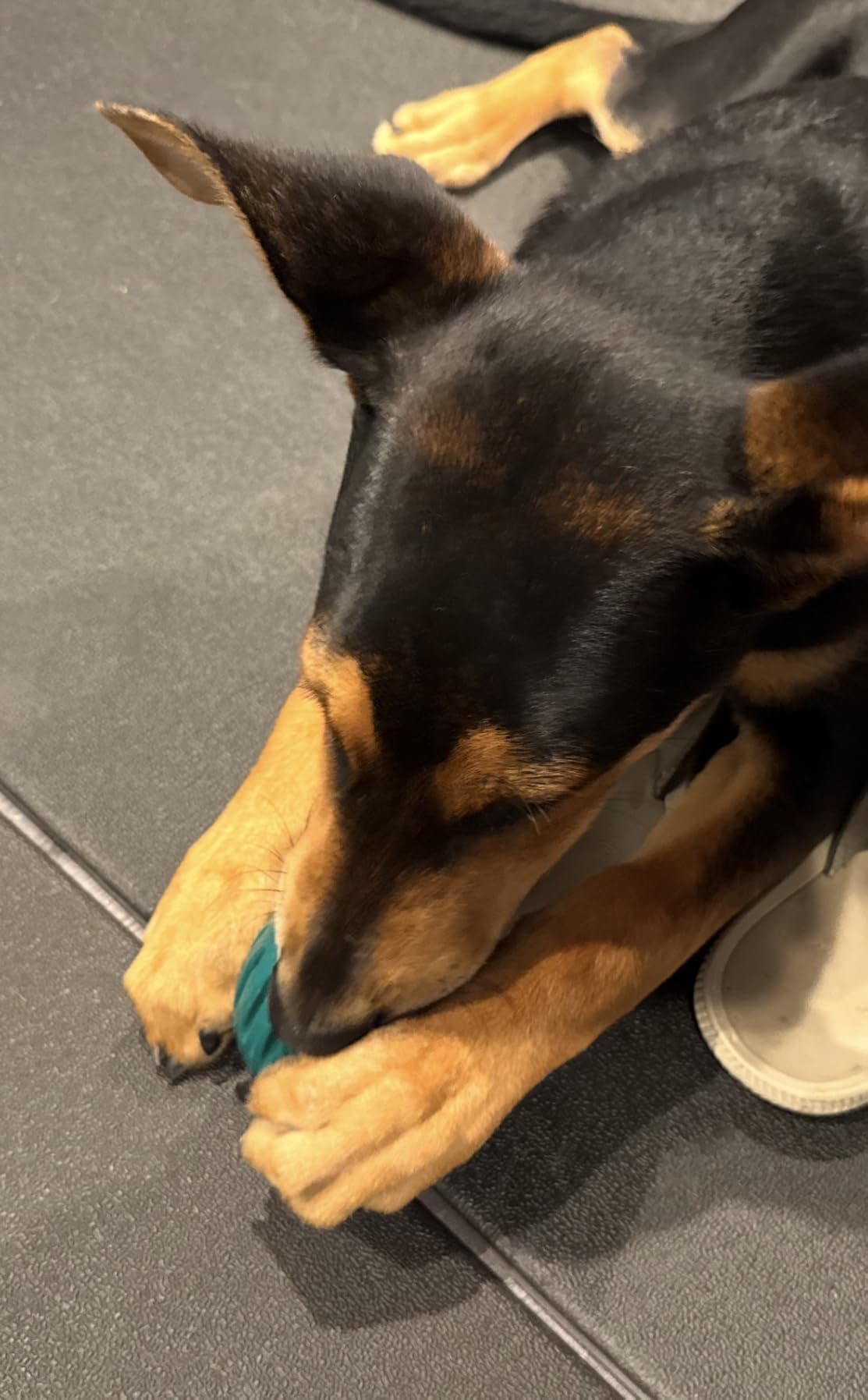 WOOF Pupsicle - Long-Lasting Interactive Dog Ball Toy to Keep Your Pup Busy and Distracted - Safe for Dogs - Low-Mess Design - Dog Toys for Medium and Large Dogs 25-75 lbs customer photo 1
