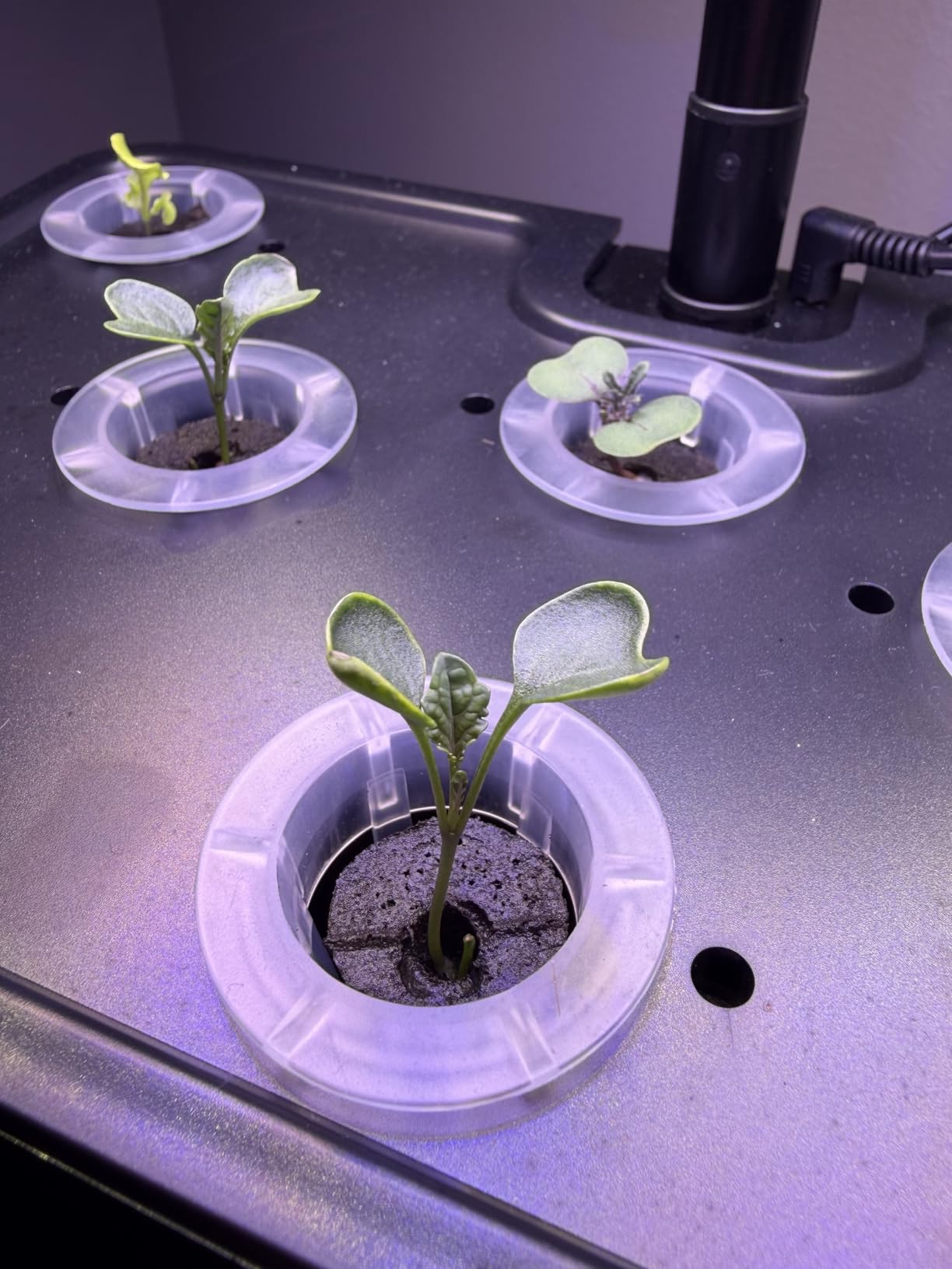 Hydroponics Growing System Indoor Garden: 8 Pods Herb Garden Kit Indoor with LED Grow Light Quiet Smart Water Pump Automatic Timer Healthy Fresh Herbs Vegetables - Hydroponic Planter for Home Kitchen customer photo 2