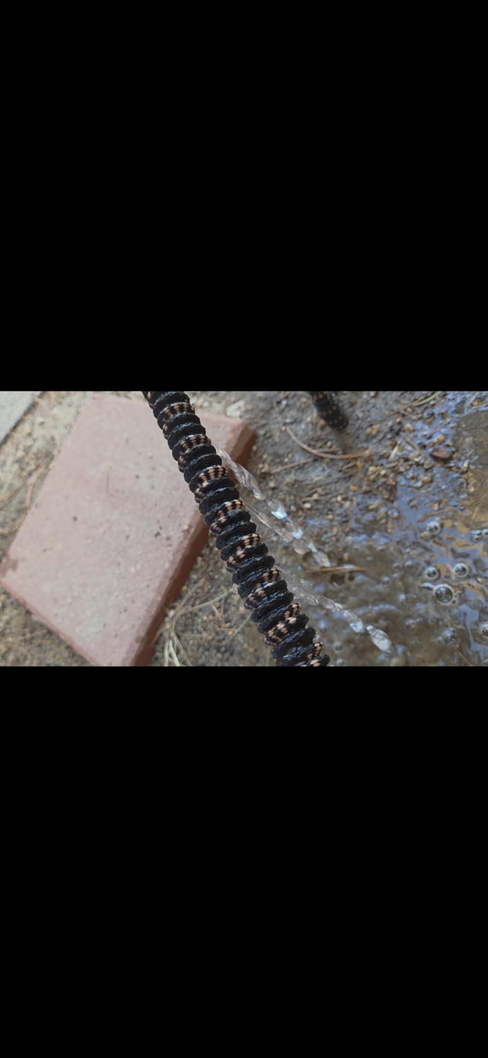 Pocket Hose 50 FT Copper Bullet Expandable Garden Hose w/10 Pattern Thumb Spray Nozzle AS SEEN ON TV 650psi 3/4 in Patented Lead-Free Ultra-Lightweight Solid Copper Anodized Aluminum customer photo 2